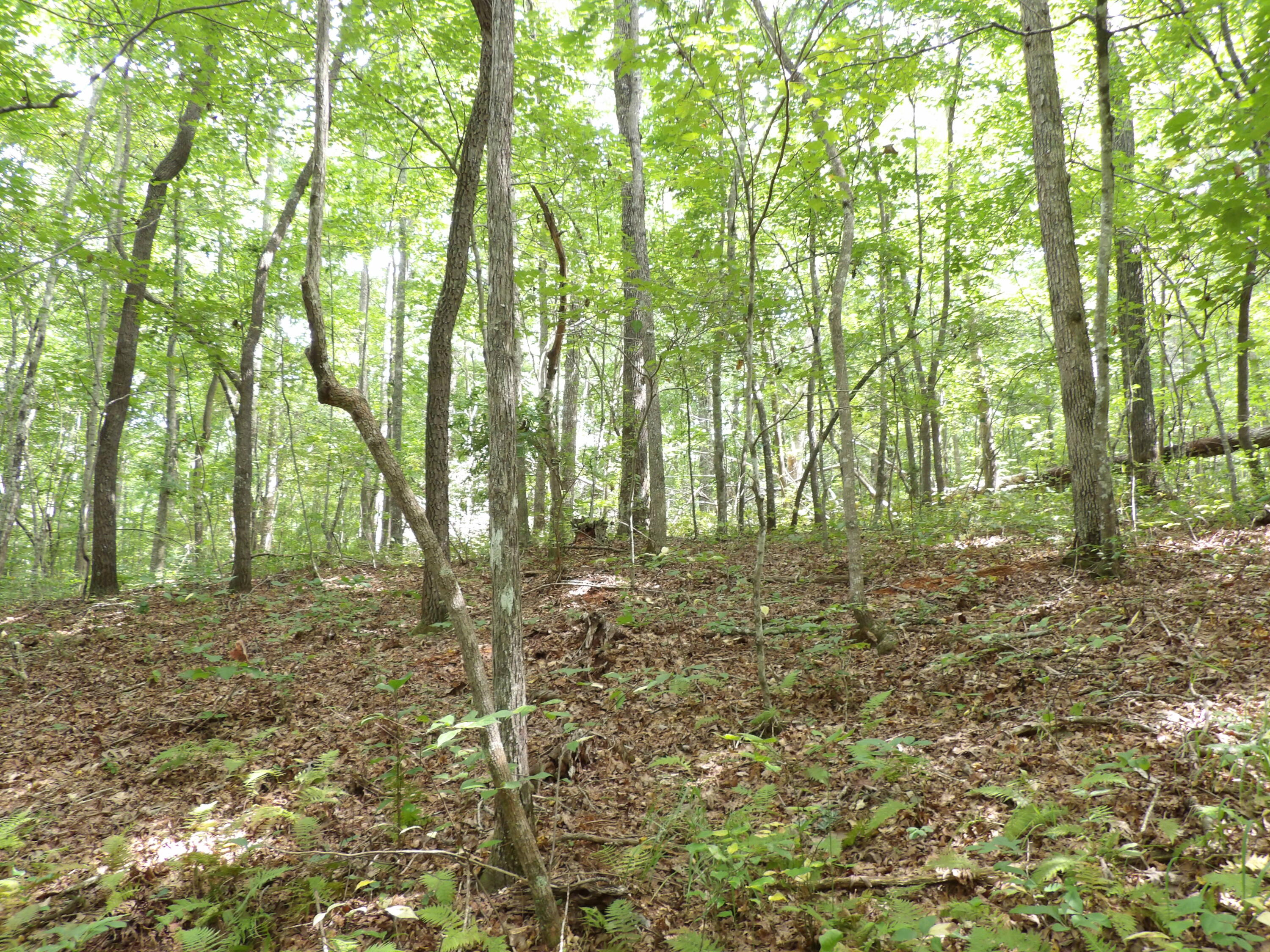 532 Black Mountain Road Dunlap, TN 37327 - Photo 34 of 78 100_4726