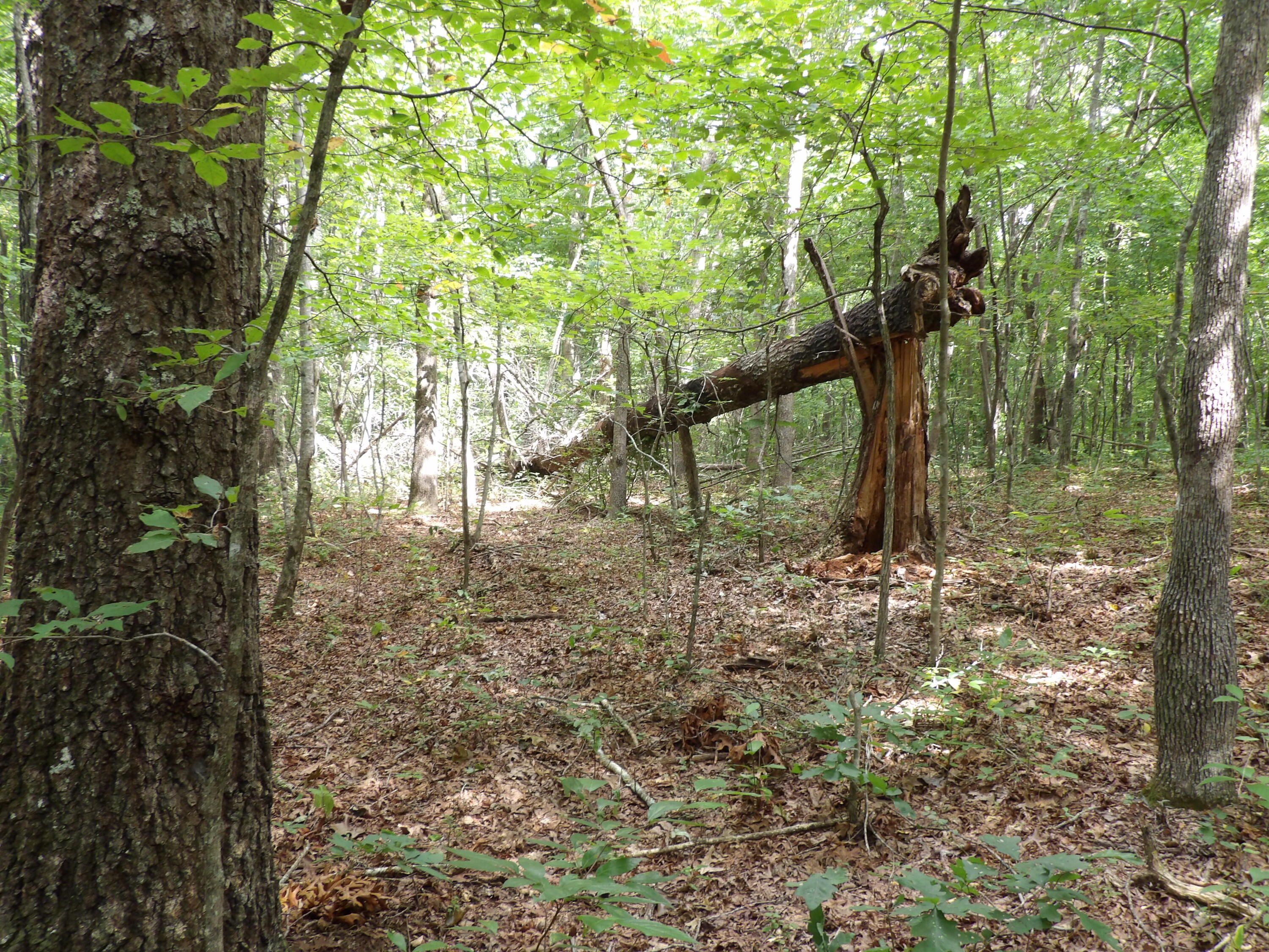 532 Black Mountain Road Dunlap, TN 37327 - Photo 40 of 78 100_4732