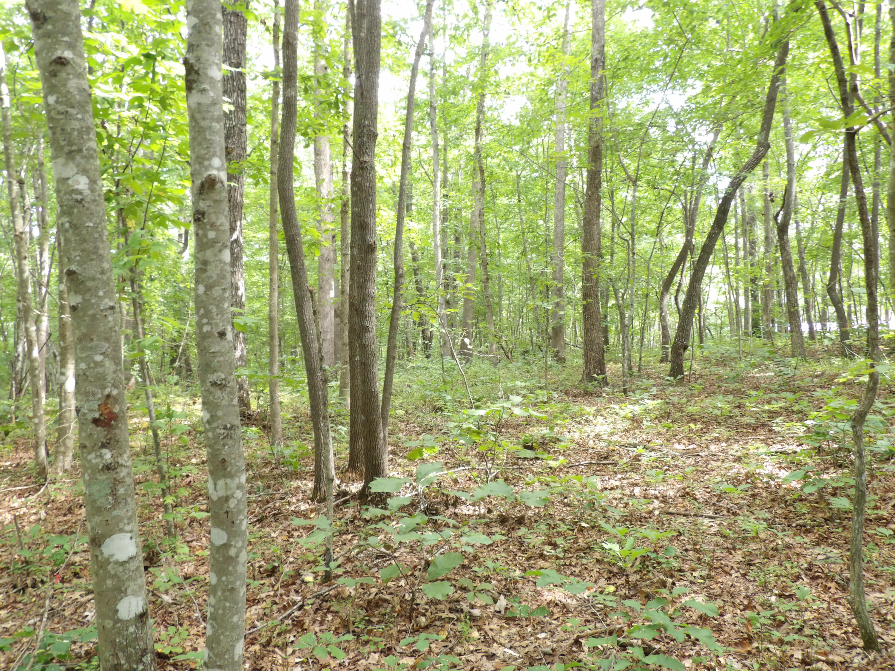 532 Black Mountain Road Dunlap, TN 37327 - Photo 46 of 78 100_4738