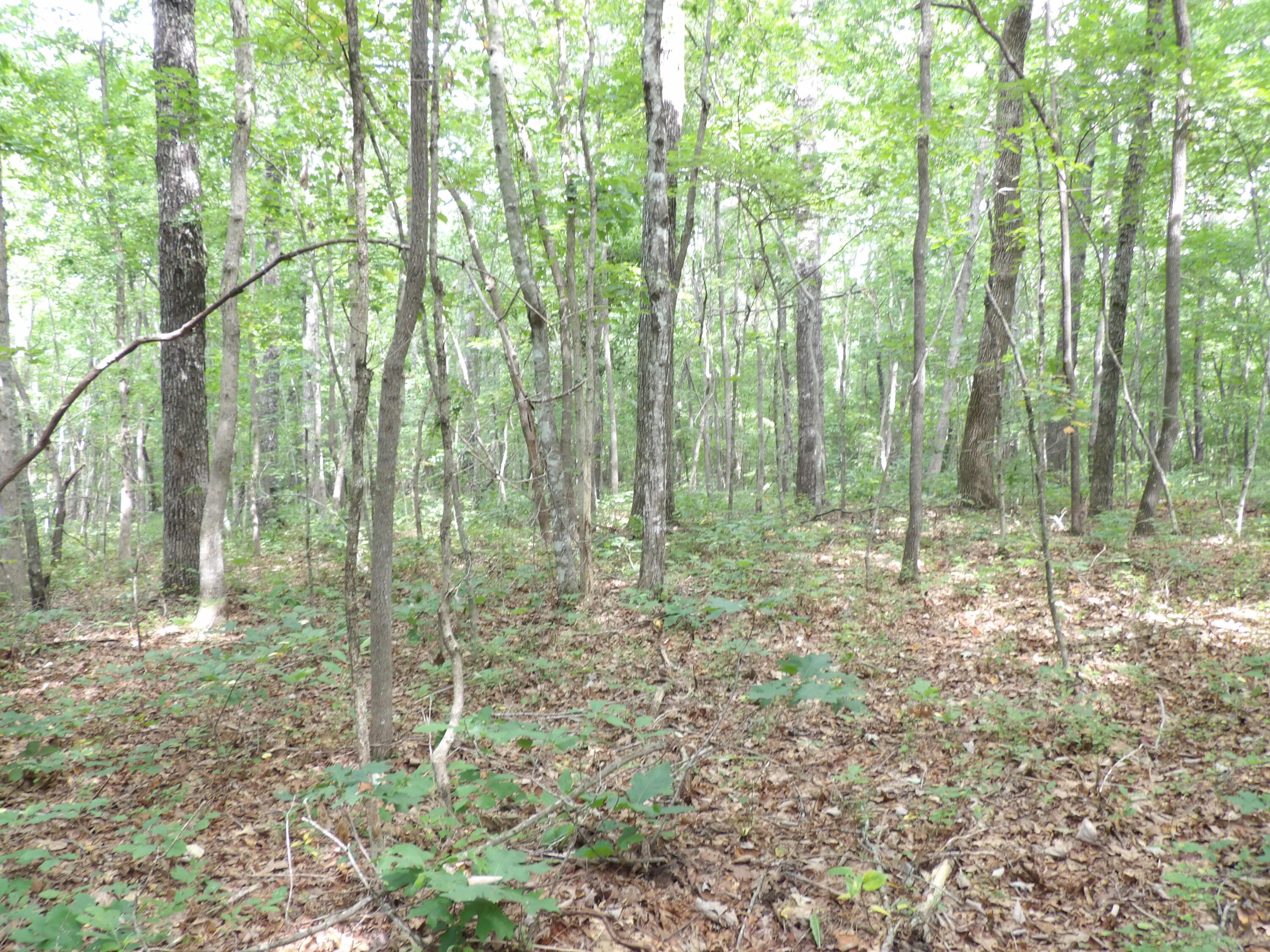 532 Black Mountain Road Dunlap, TN 37327 - Photo 47 of 78 100_4739
