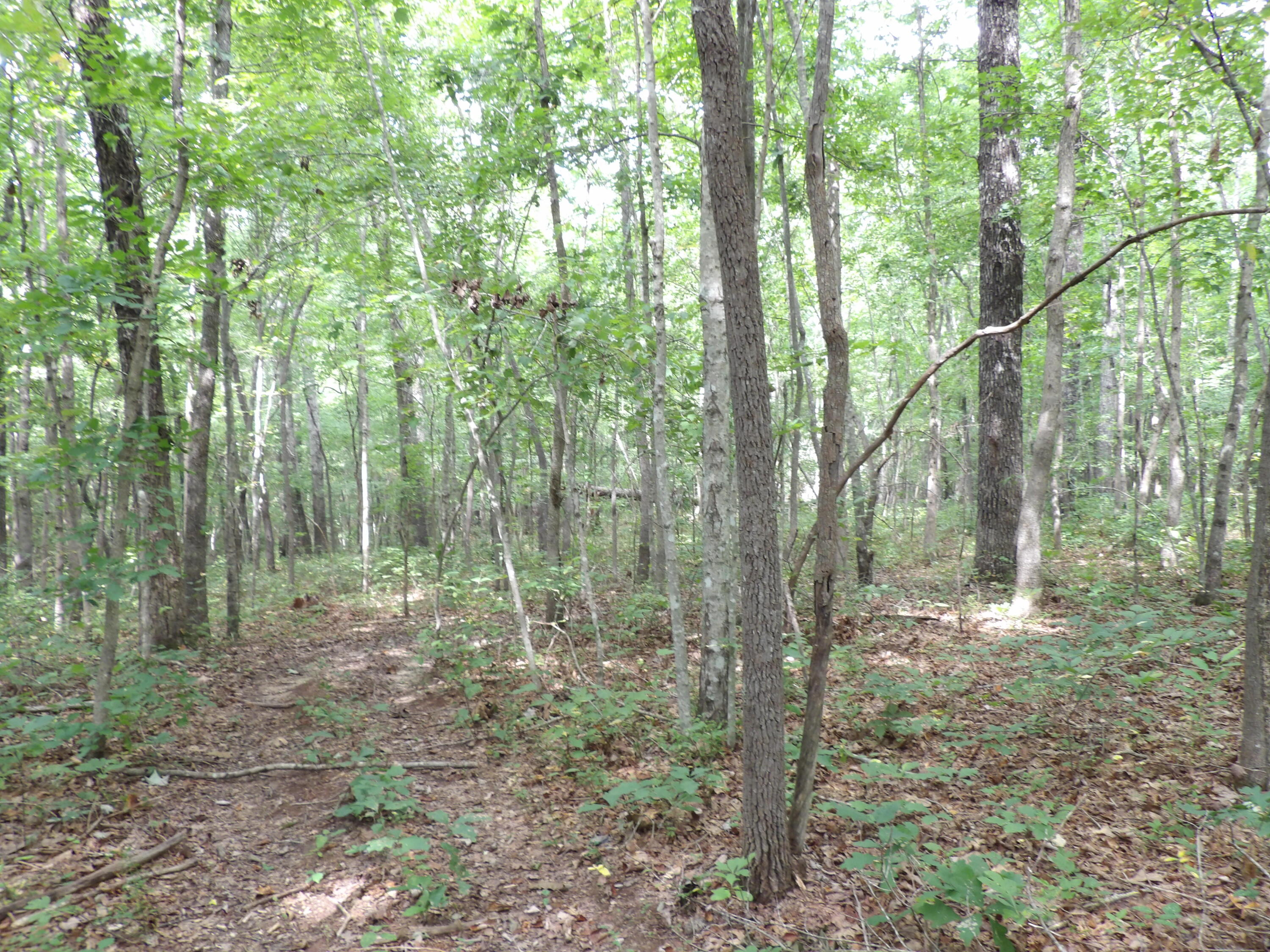 532 Black Mountain Road Dunlap, TN 37327 - Photo 48 of 78 100_4740