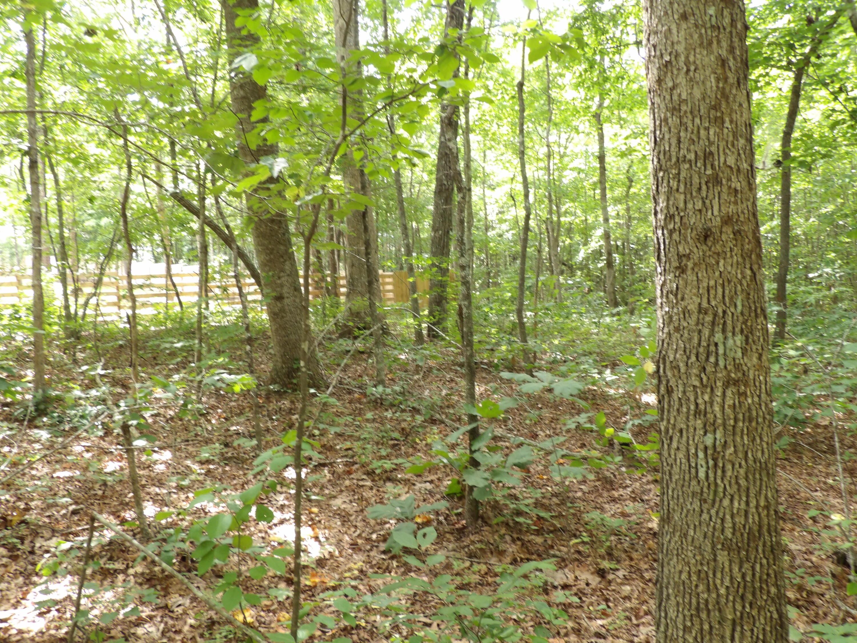 532 Black Mountain Road Dunlap, TN 37327 - Photo 49 of 78 100_4741