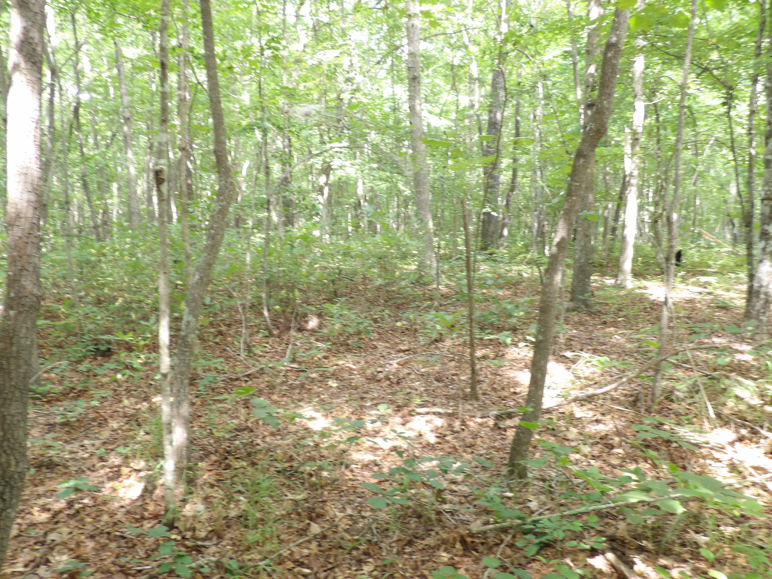 532 Black Mountain Road Dunlap, TN 37327 - Photo 51 of 78 100_4743