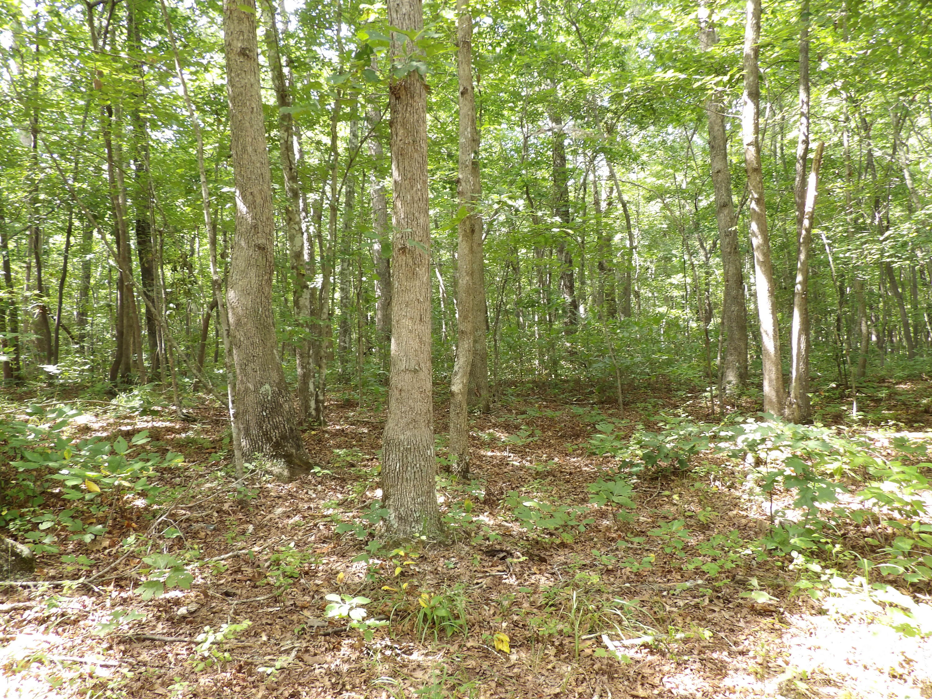 532 Black Mountain Road Dunlap, TN 37327 - Photo 54 of 78 100_4747