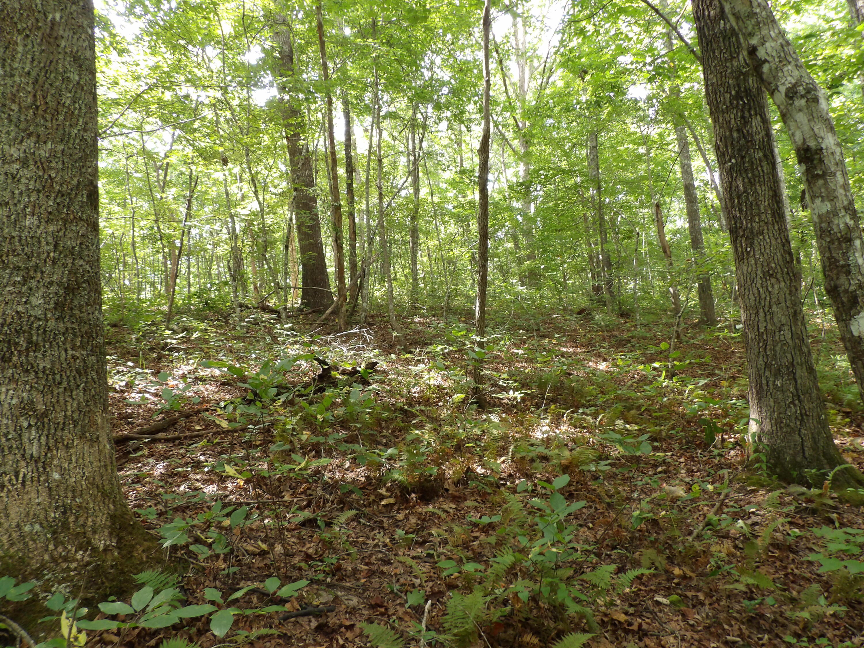 532 Black Mountain Road Dunlap, TN 37327 - Photo 55 of 78 100_4748