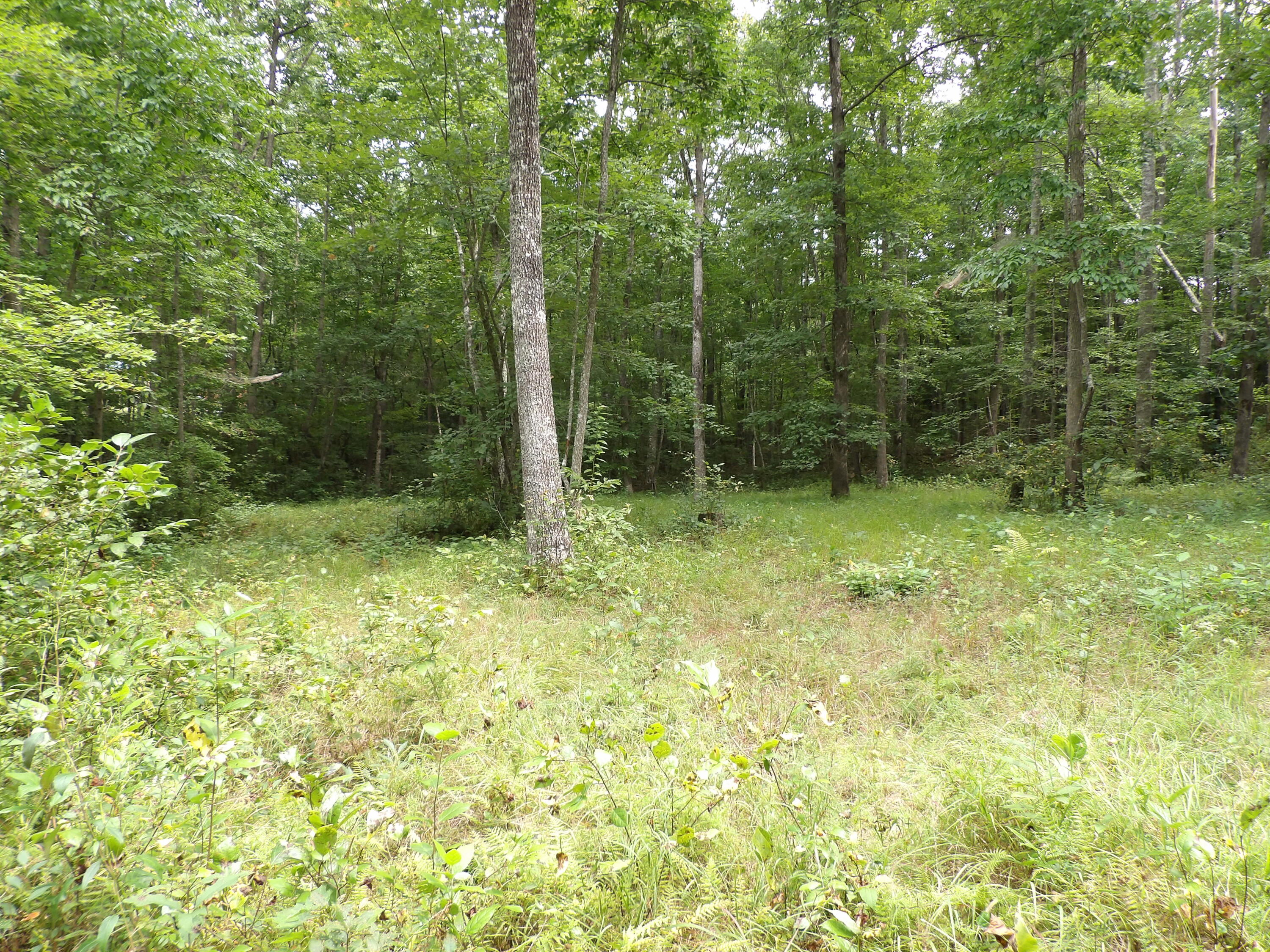 532 Black Mountain Road Dunlap, TN 37327 - Photo 6 of 78 100_4694