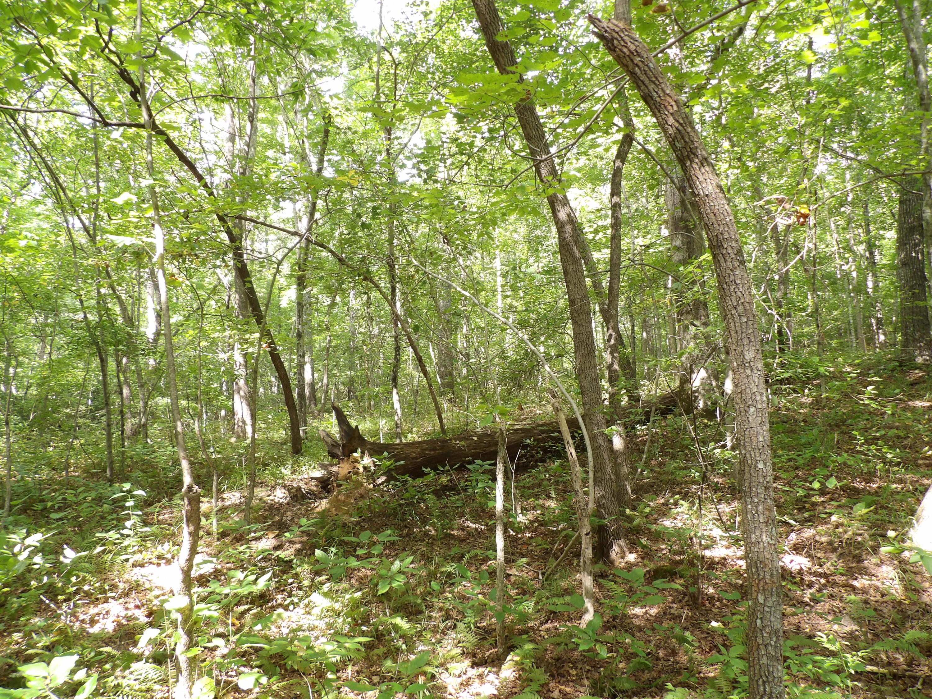 532 Black Mountain Road Dunlap, TN 37327 - Photo 62 of 78 100_4758