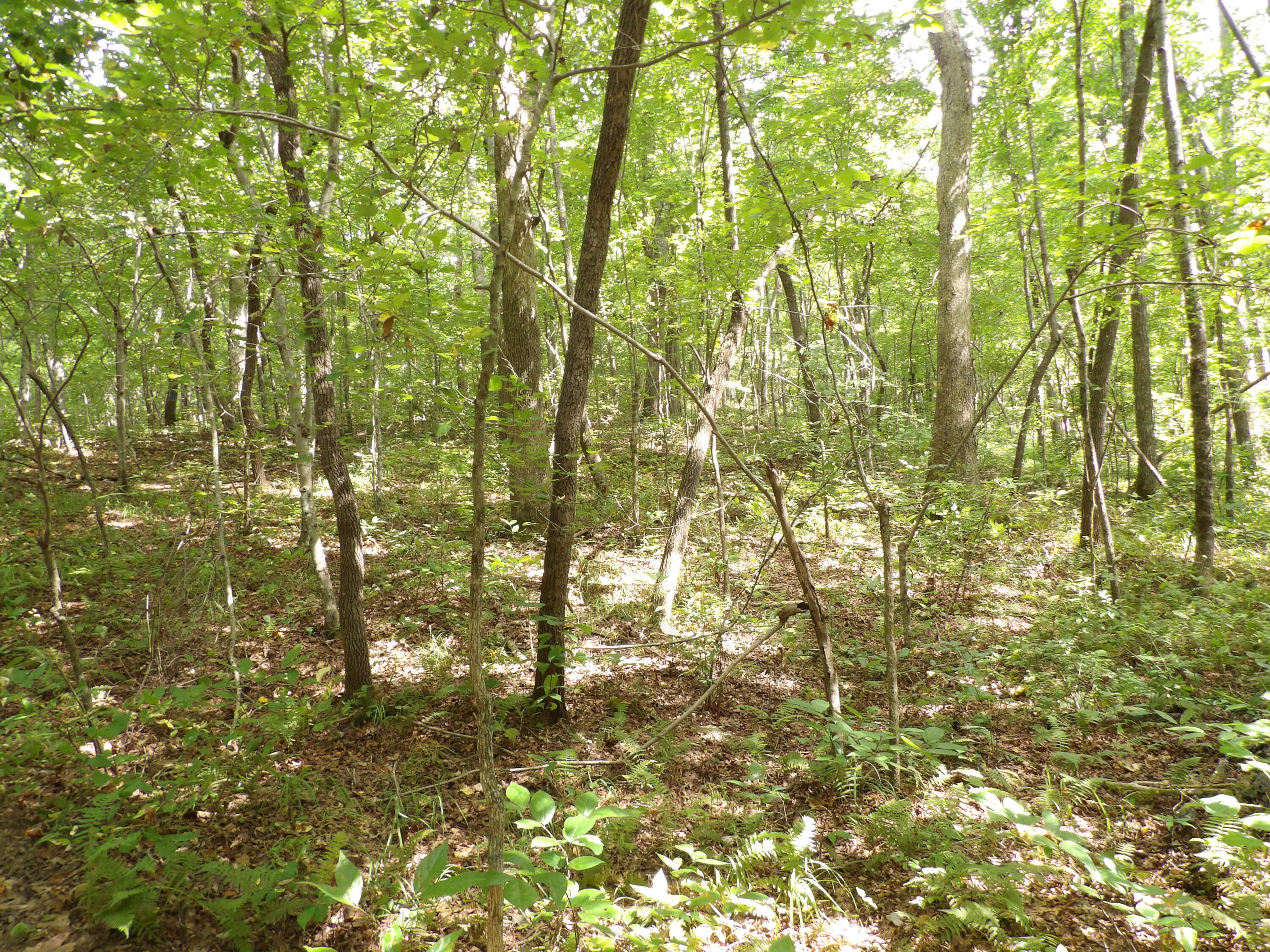 532 Black Mountain Road Dunlap, TN 37327 - Photo 64 of 78 100_4760