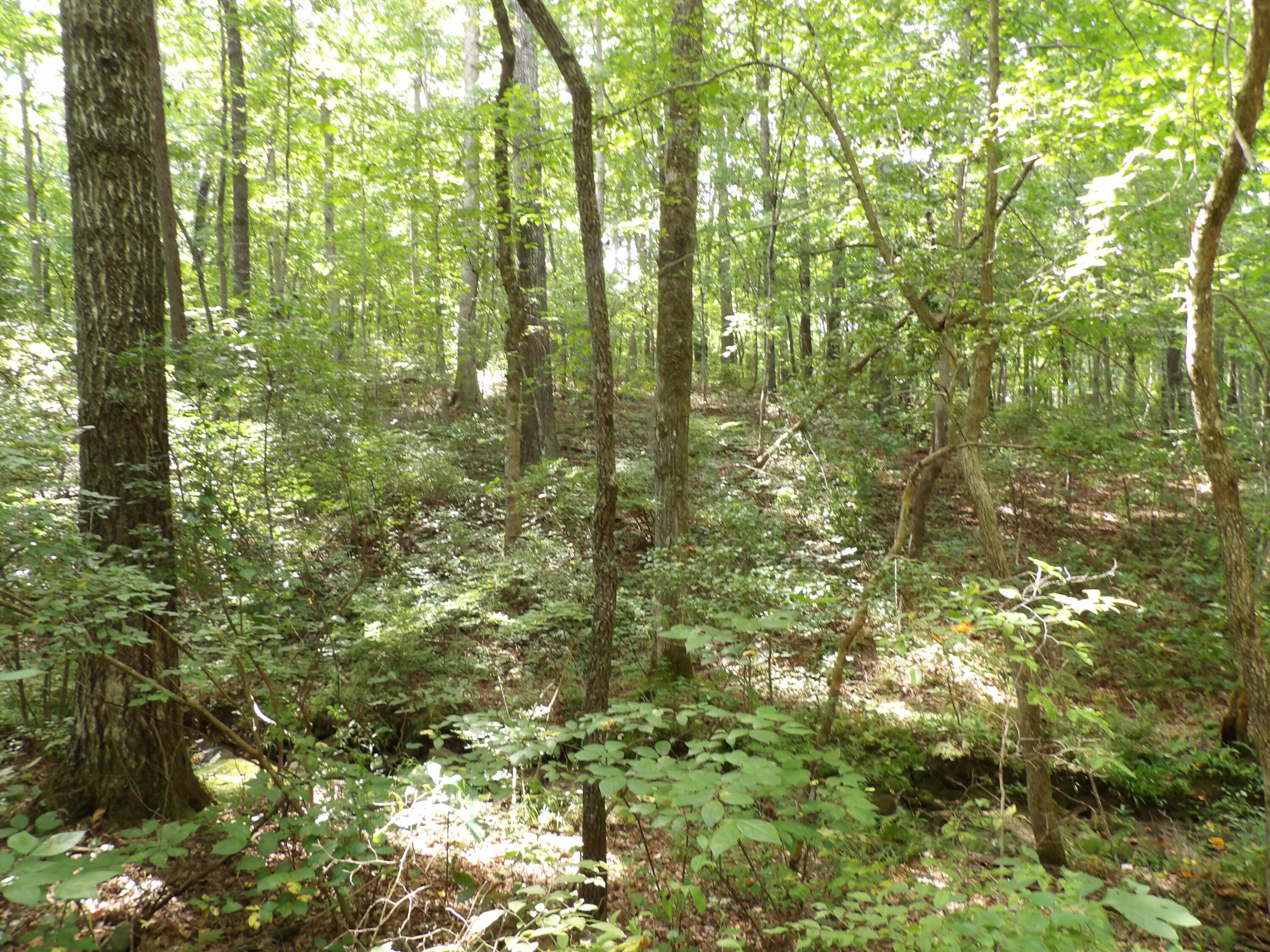 532 Black Mountain Road Dunlap, TN 37327 - Photo 65 of 78 100_4762
