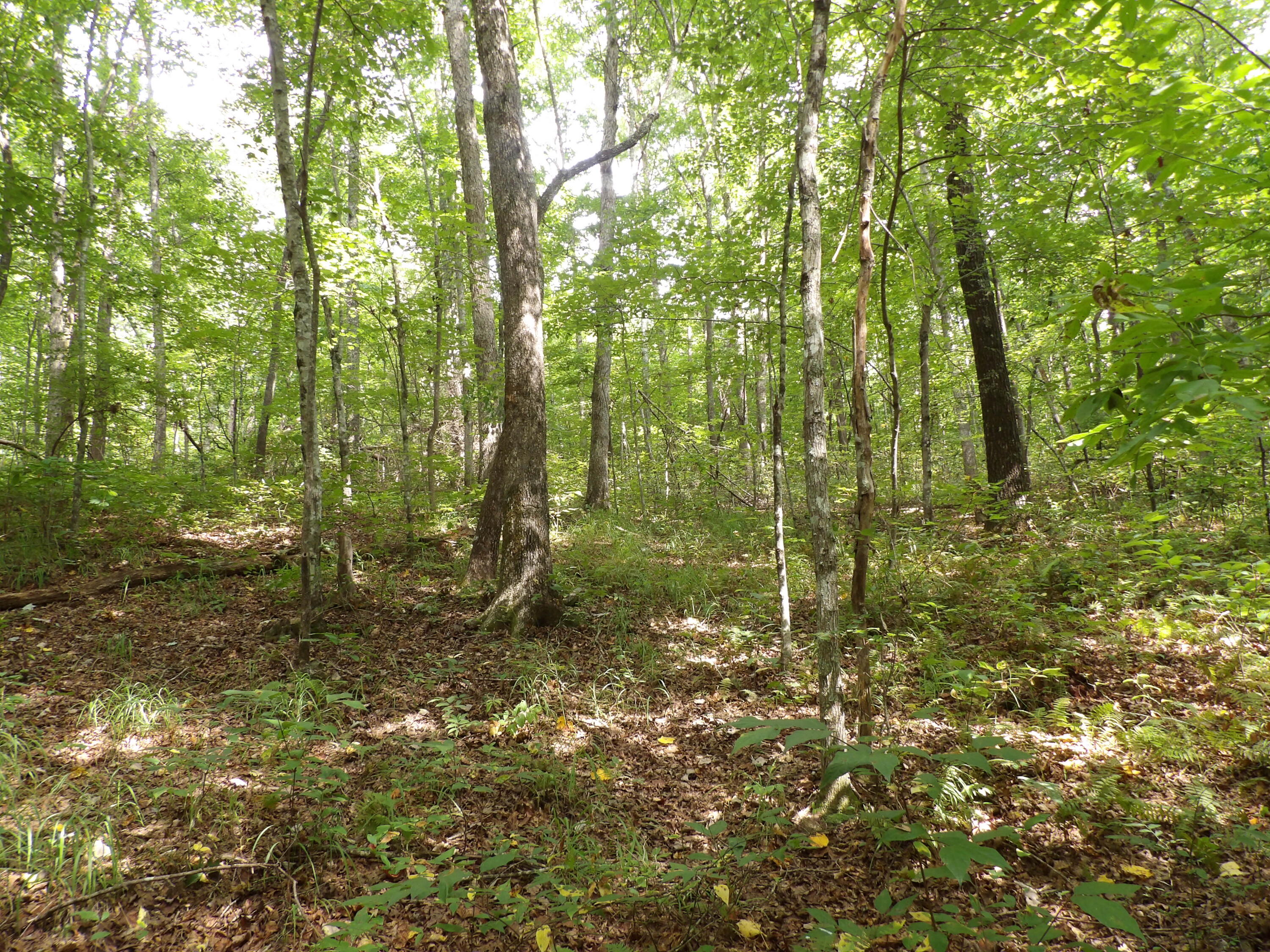 532 Black Mountain Road Dunlap, TN 37327 - Photo 66 of 78 100_4763