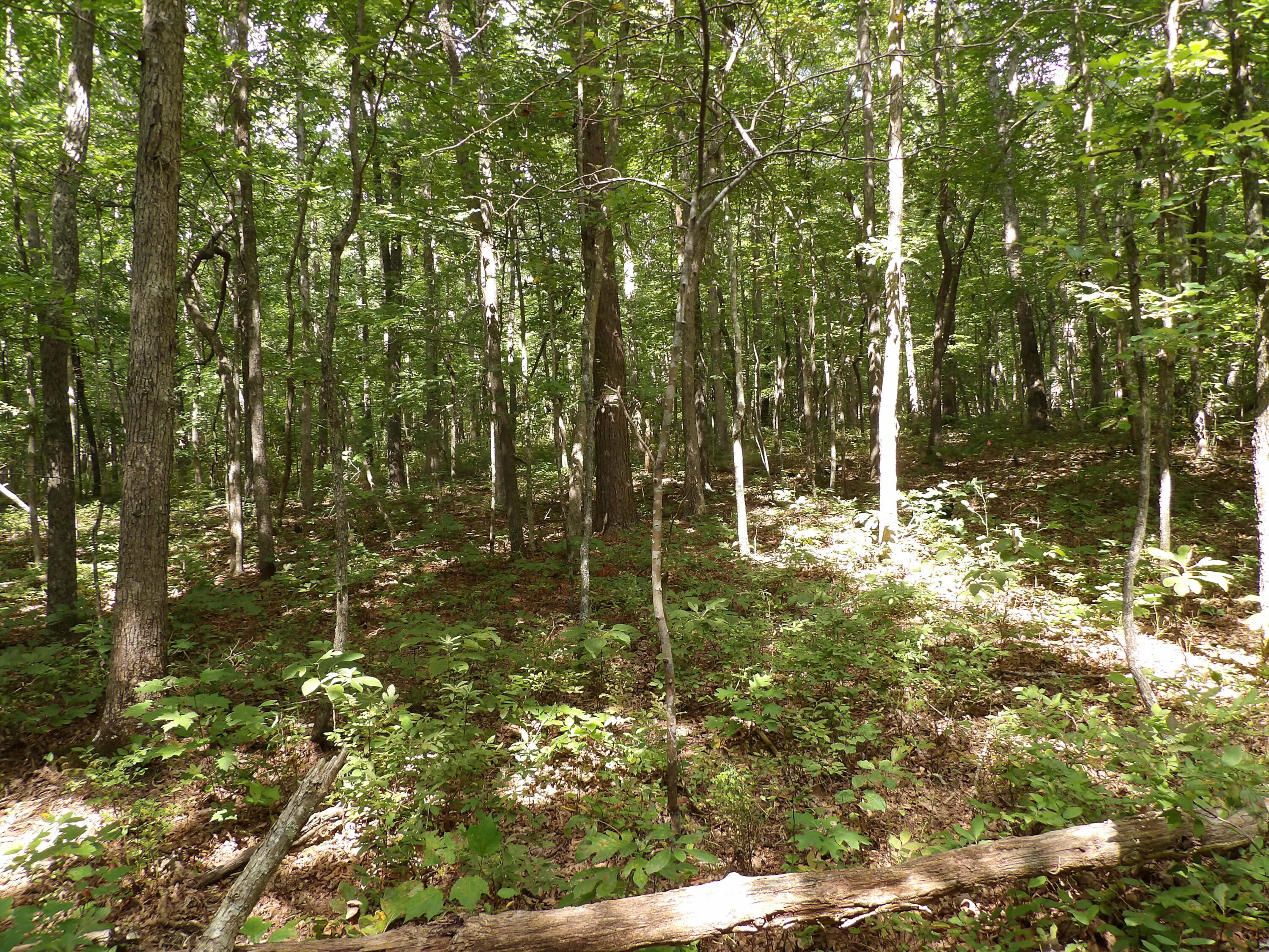 532 Black Mountain Road Dunlap, TN 37327 - Photo 67 of 78 100_4765