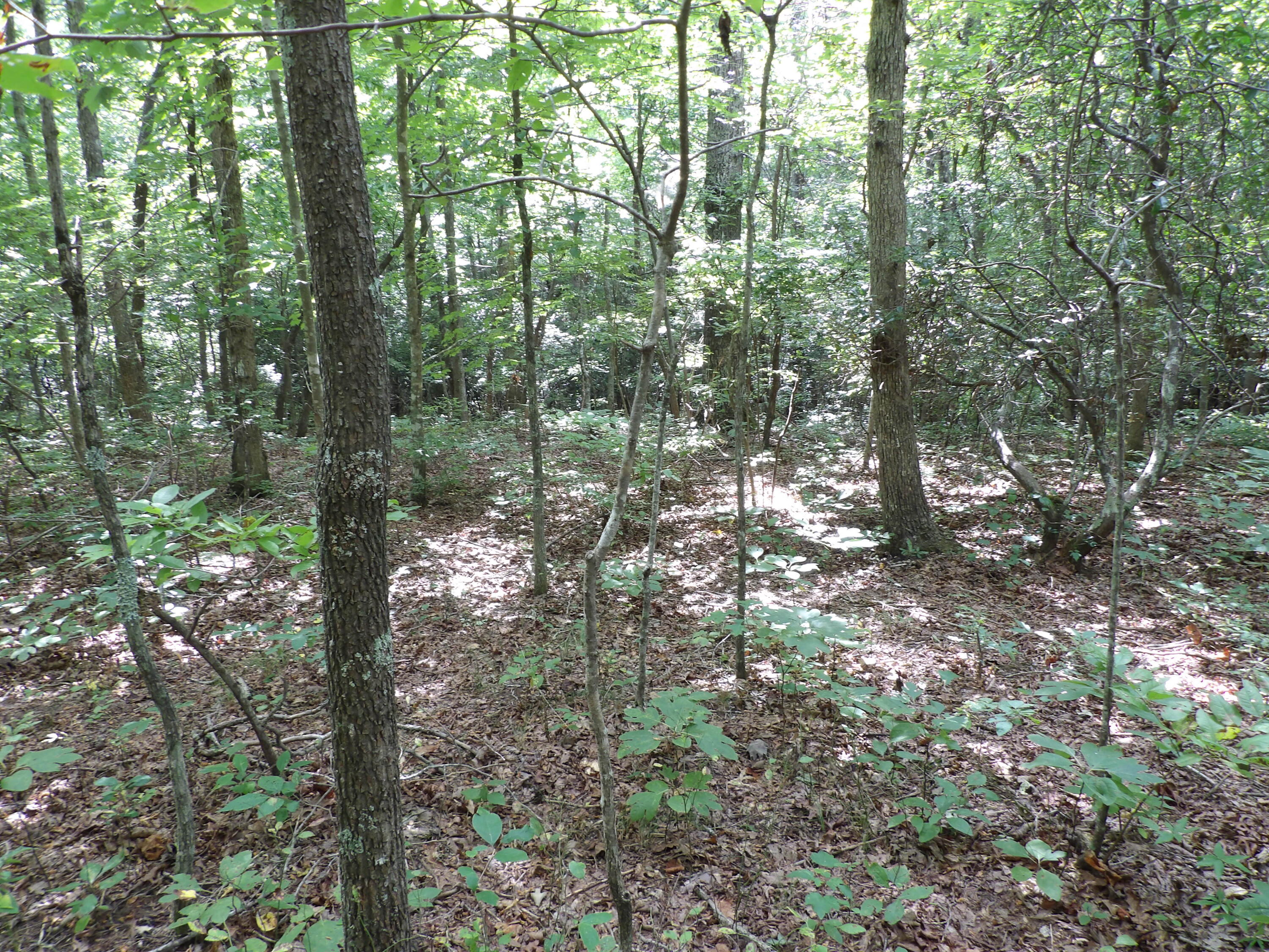 532 Black Mountain Road Dunlap, TN 37327 - Photo 69 of 78 100_4767