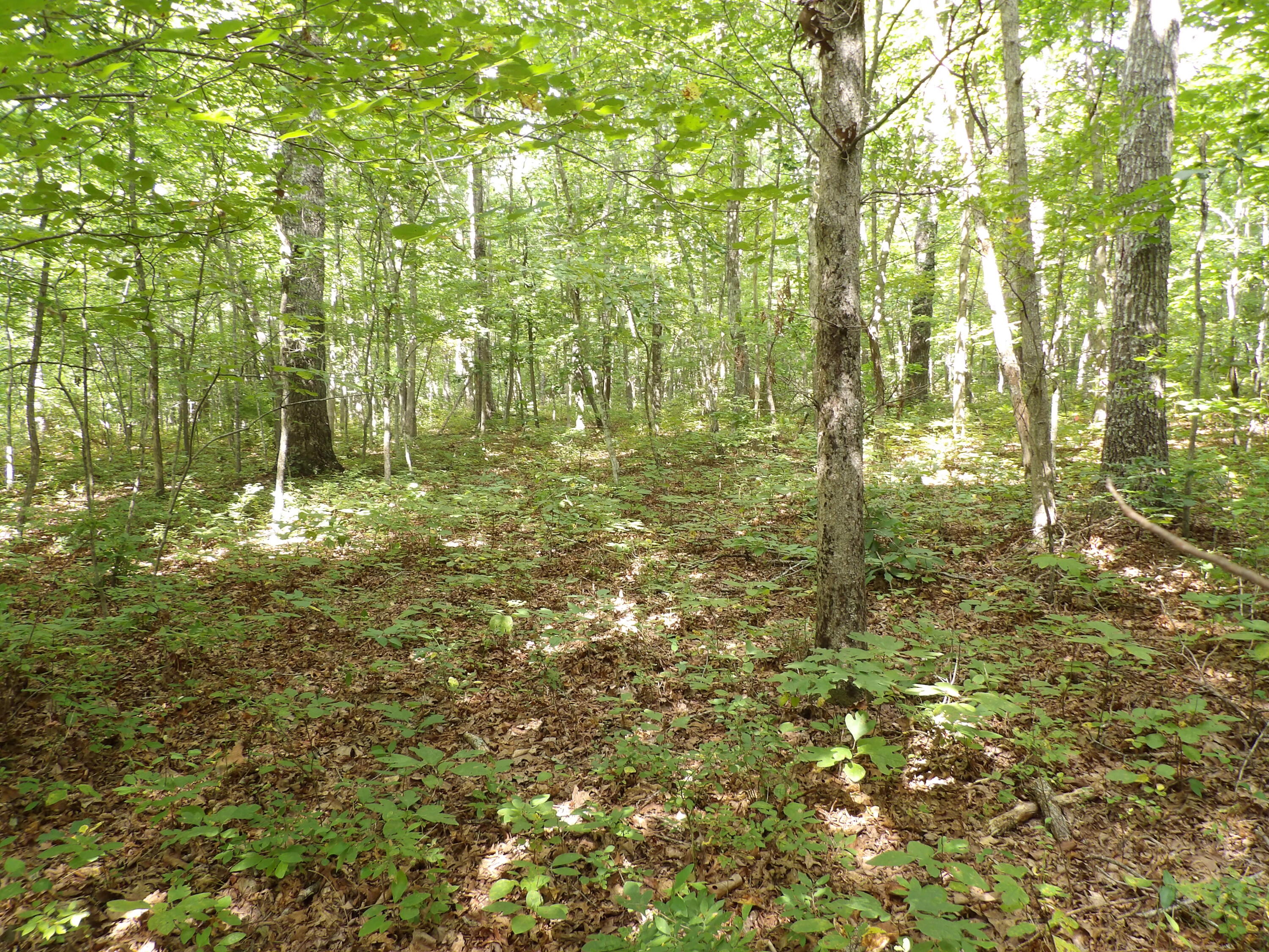 532 Black Mountain Road Dunlap, TN 37327 - Photo 70 of 78 100_4768