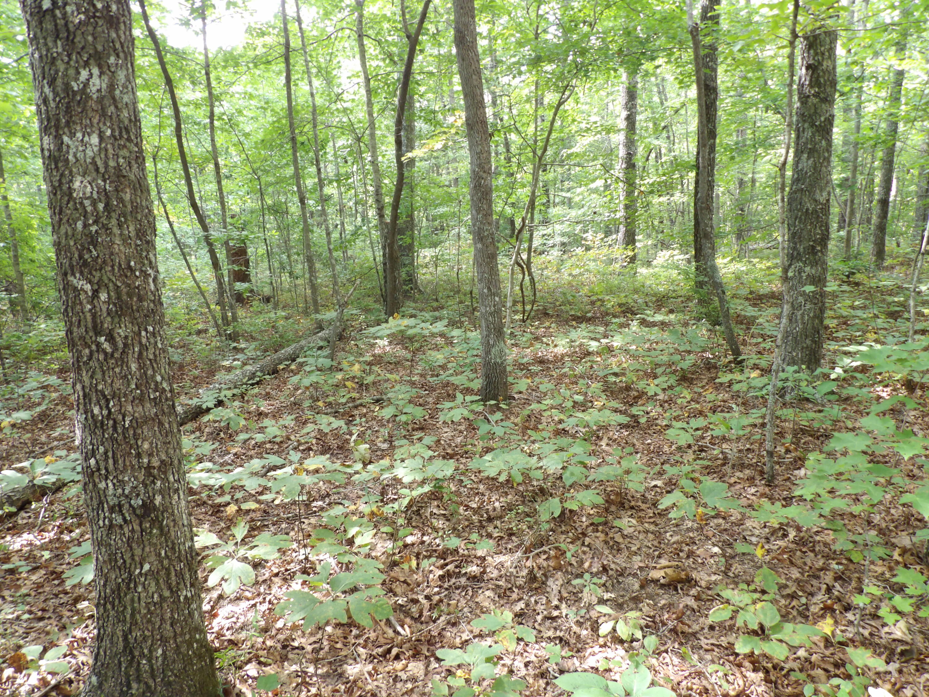 532 Black Mountain Road Dunlap, TN 37327 - Photo 71 of 78 100_4769
