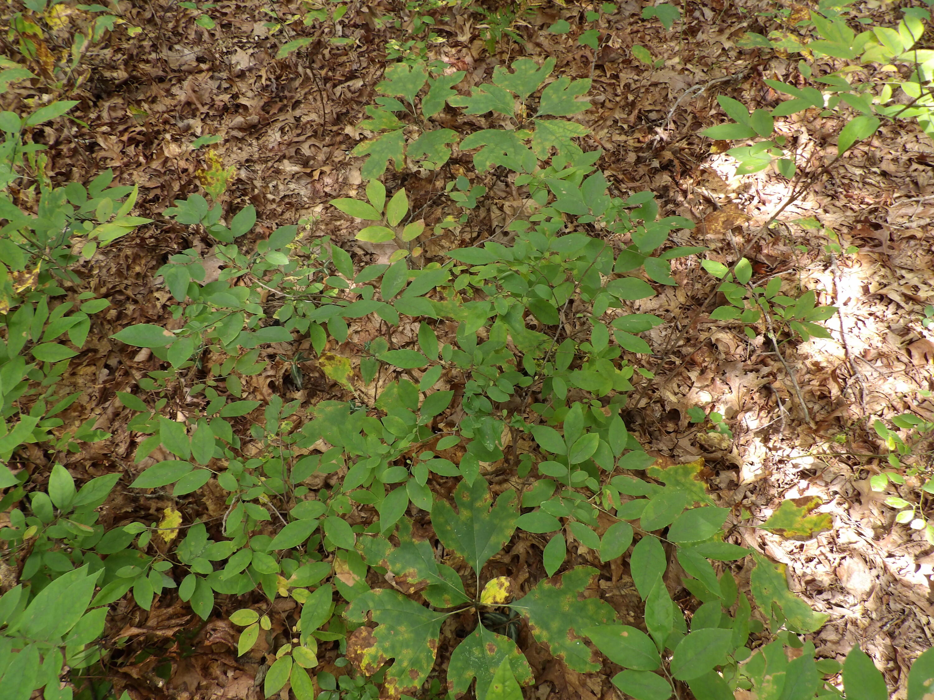 532 Black Mountain Road Dunlap, TN 37327 - Photo 72 of 78 100_4770