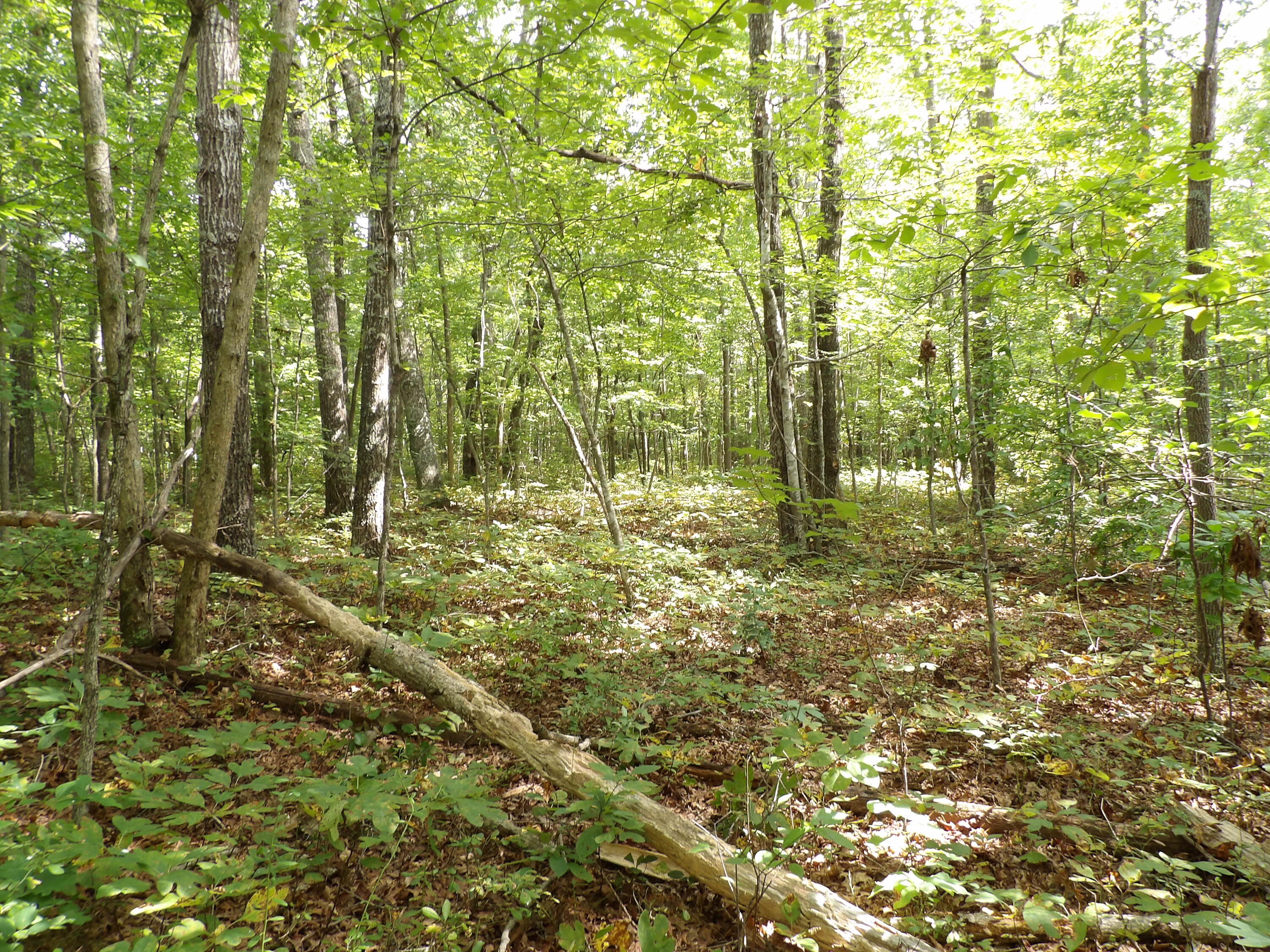 532 Black Mountain Road Dunlap, TN 37327 - Photo 73 of 78 100_4771