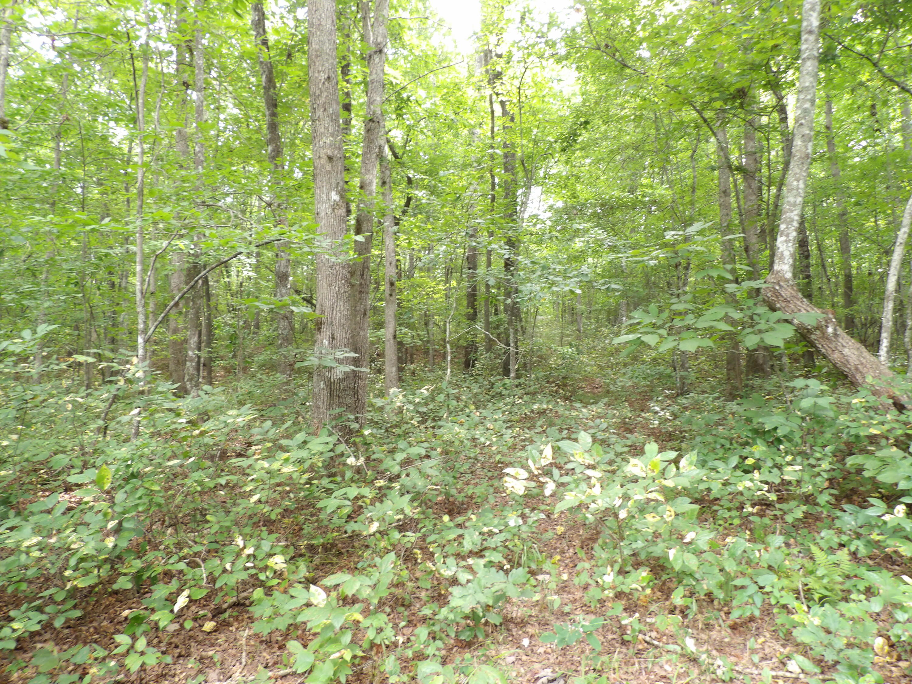 532 Black Mountain Road Dunlap, TN 37327 - Photo 8 of 78 100_4696