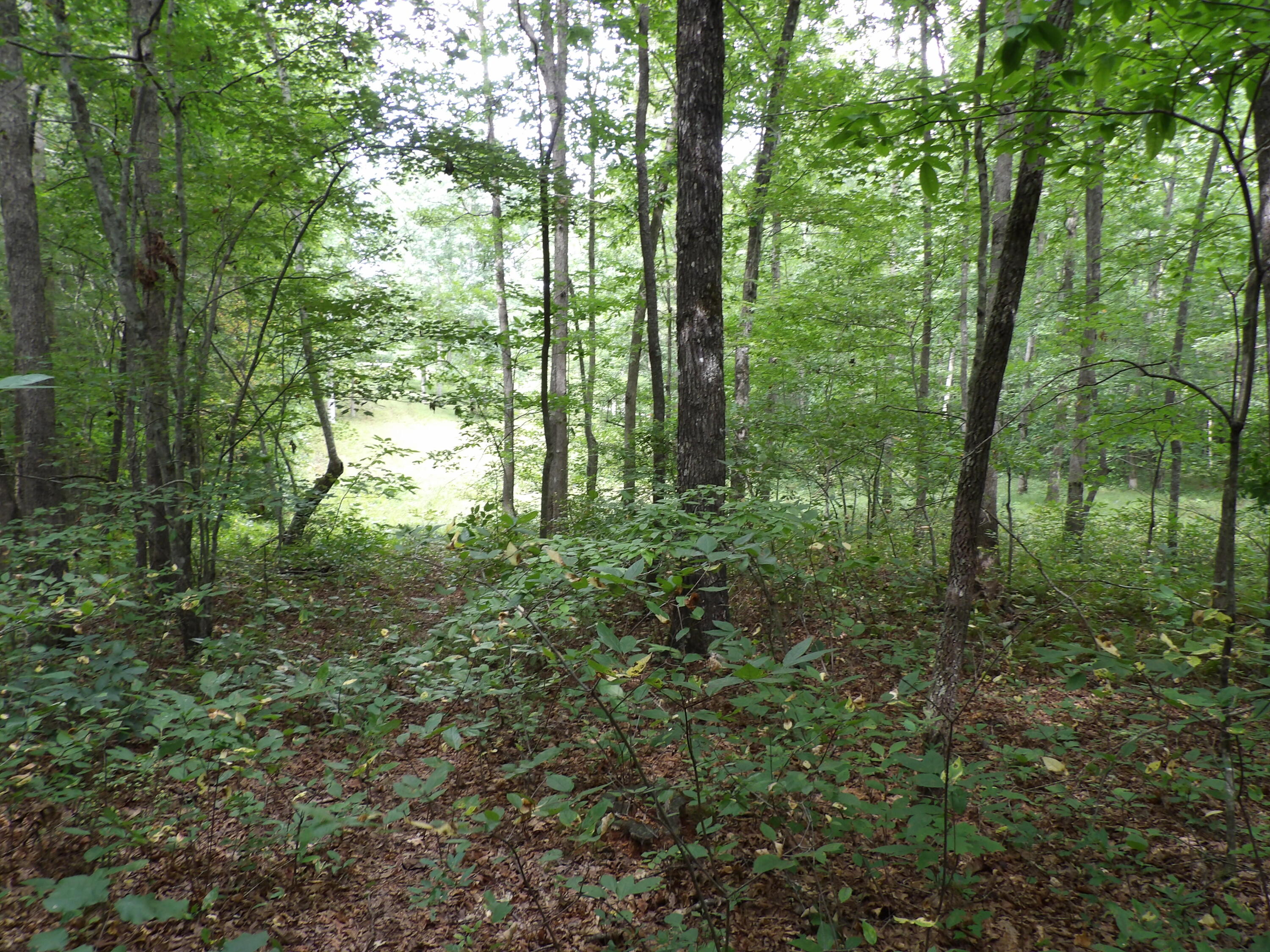 532 Black Mountain Road Dunlap, TN 37327 - Photo 10 of 78 100_4699