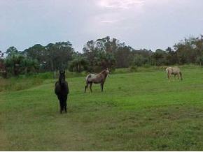 6600 Cg Ranch Mims, FL 32754 - Photo 7 of 7 Additional Photo