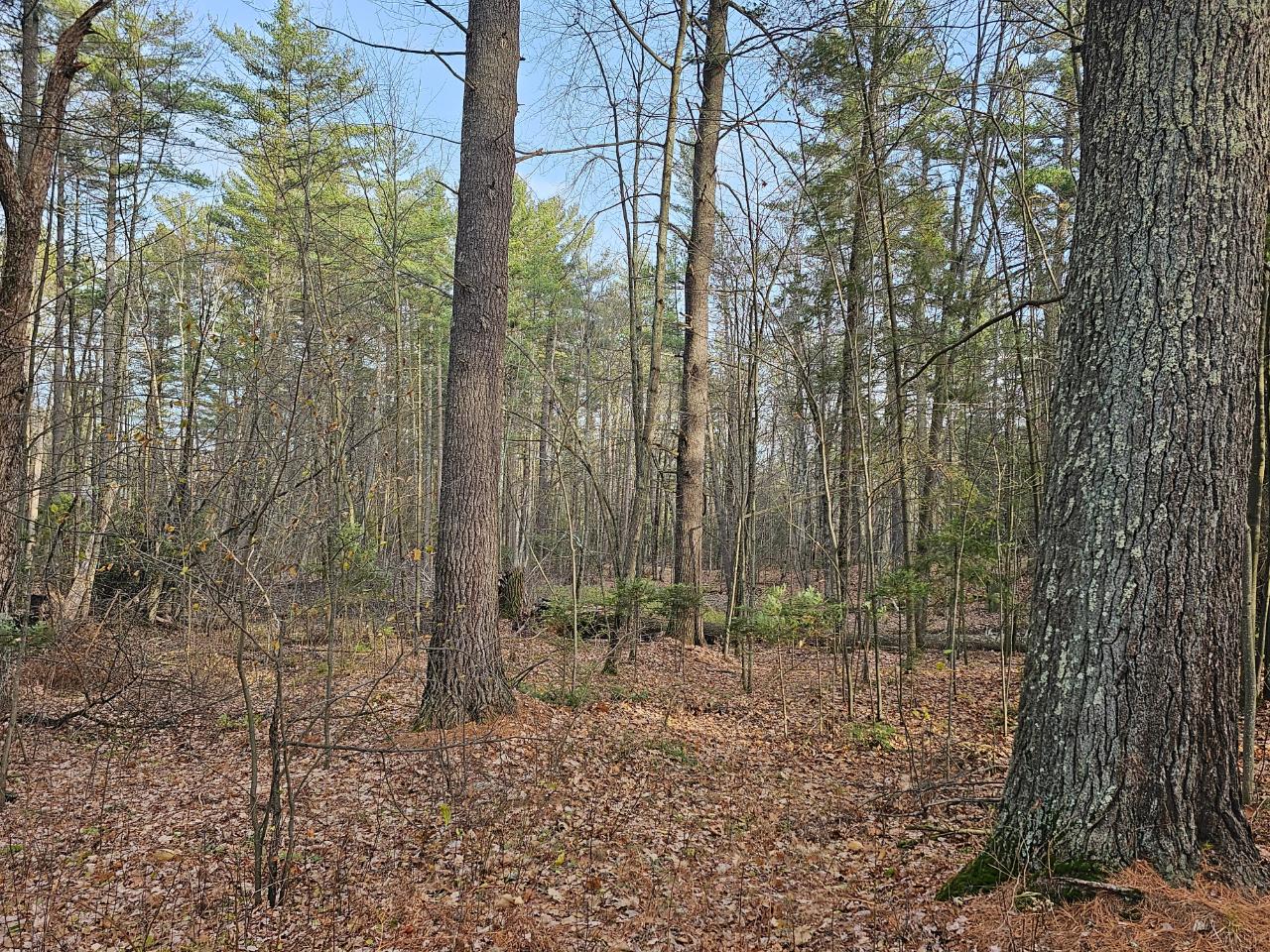 N8910 Skudris Road Tomahawk, WI 54487 - Photo 9 of 26 Gallery Image 9