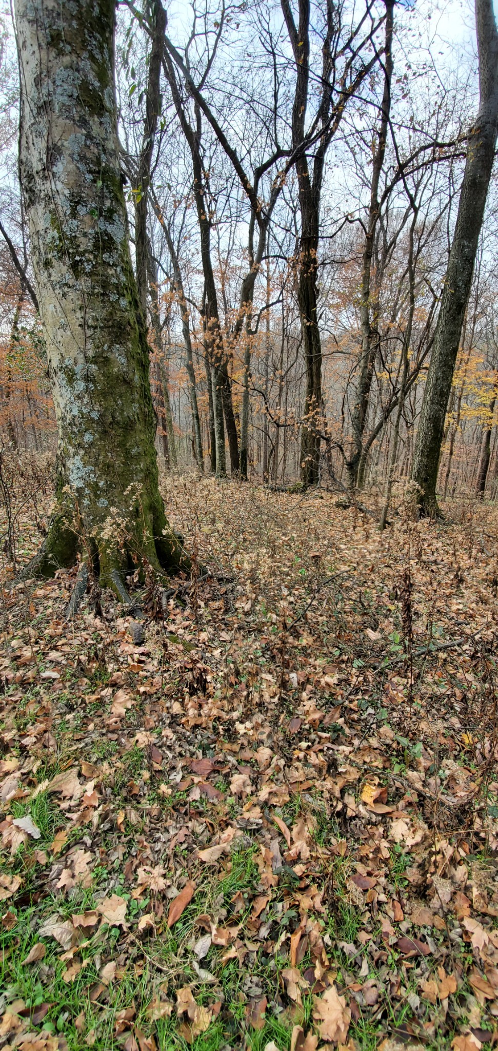 628 Briar Patch Road Prospect, TN 38477 - Photo 29 of 31 a view of a yard with large trees