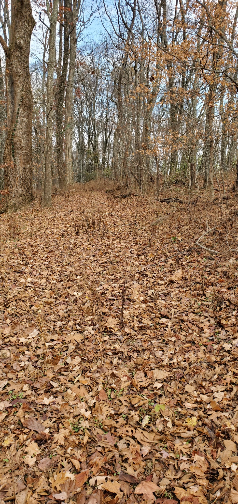628 Briar Patch Road Prospect, TN 38477 - Photo 31 of 31 a view of empty space with tree s