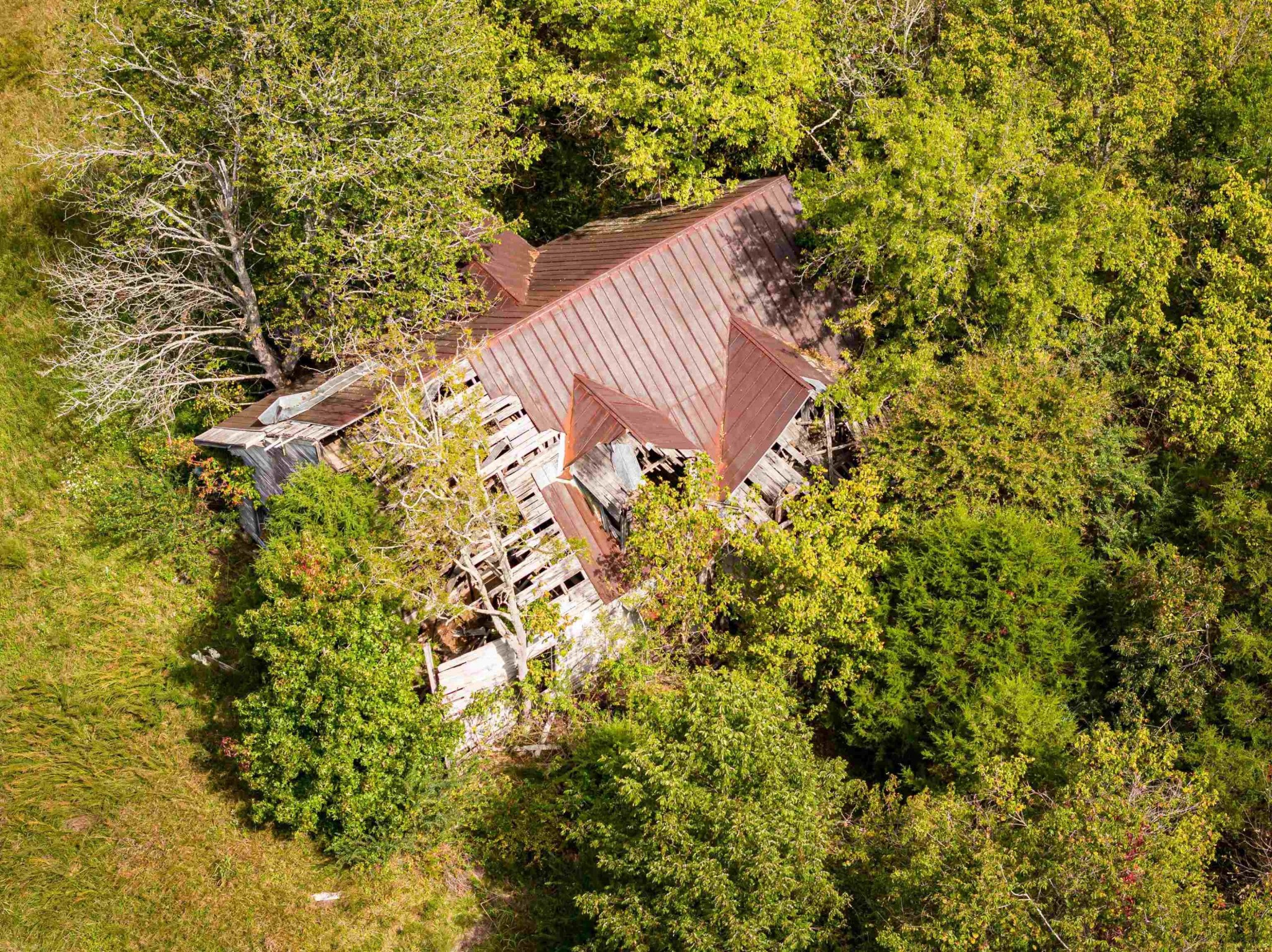 2642 Brodies Landing Road Parsons, TN 38363 - Photo 23 of 45 a view of a tree with a plant