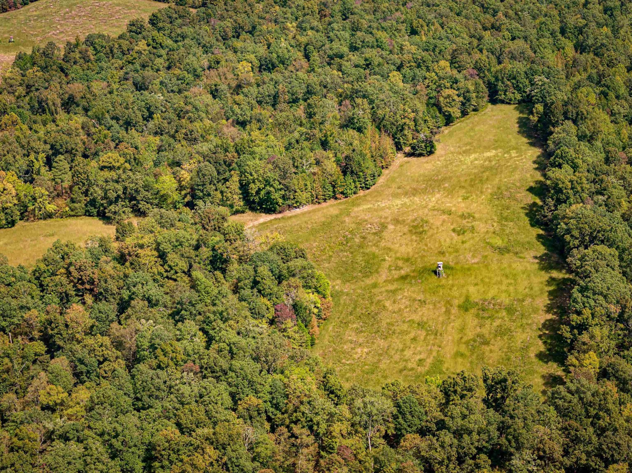 2642 Brodies Landing Road Parsons, TN 38363 - Photo 3 of 45 a view of a big yard with lots of bushes