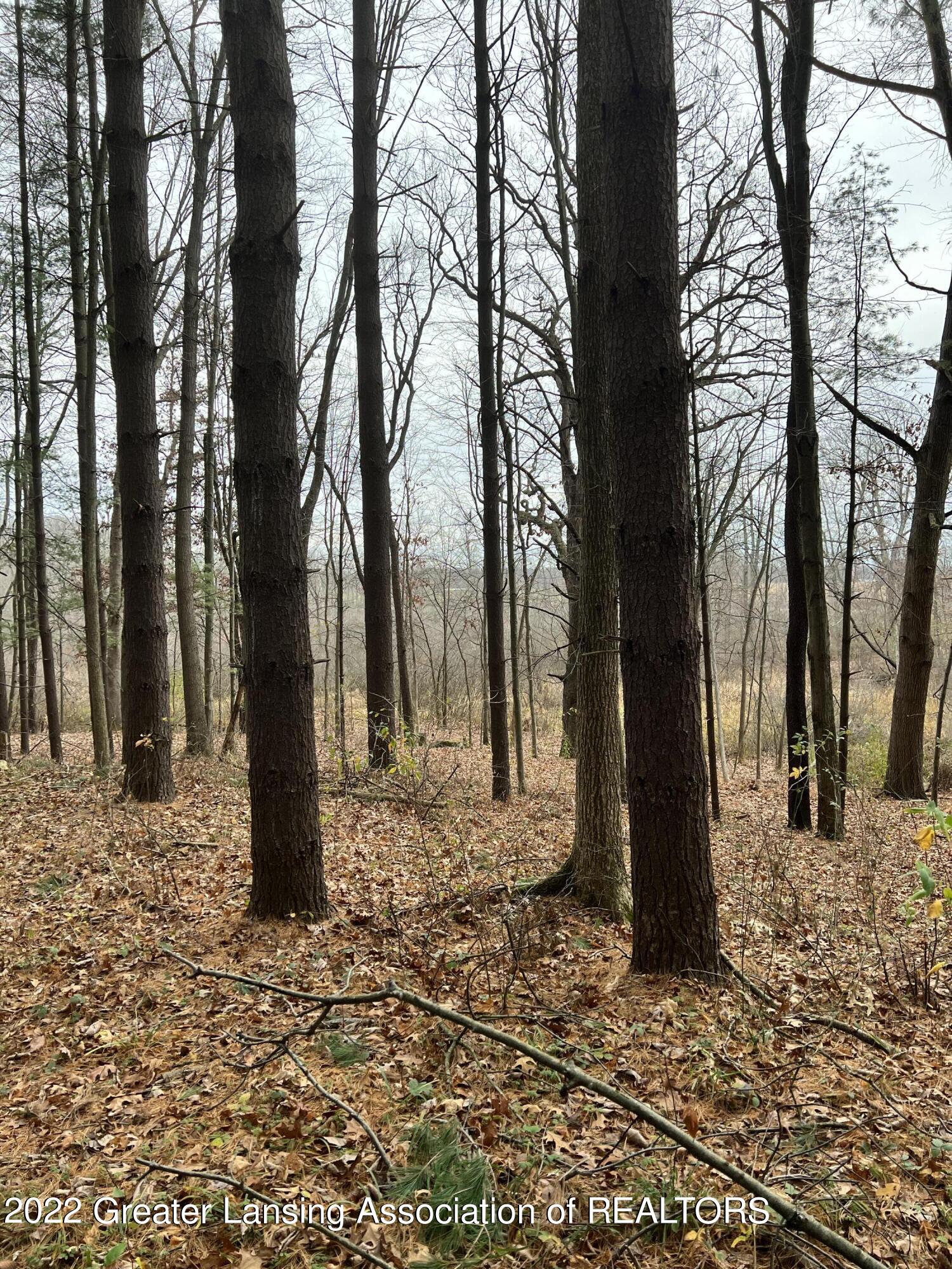 8891 Portage Lake Road Munith, MI 49259 - Photo 6 of 7 Wooded Area Of Lot