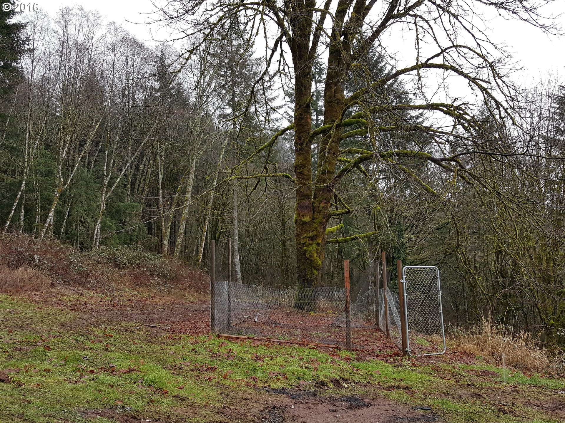 4280 Green Mountain Road Kalama, WA 98625 - Photo 20 of 32 Acreage
