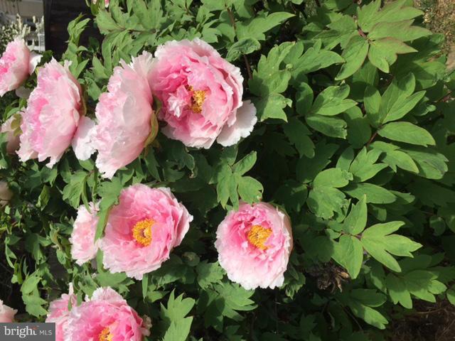 5607 Newington Road Bethesda, MD 20816 - Photo 18 of 20 Flowers