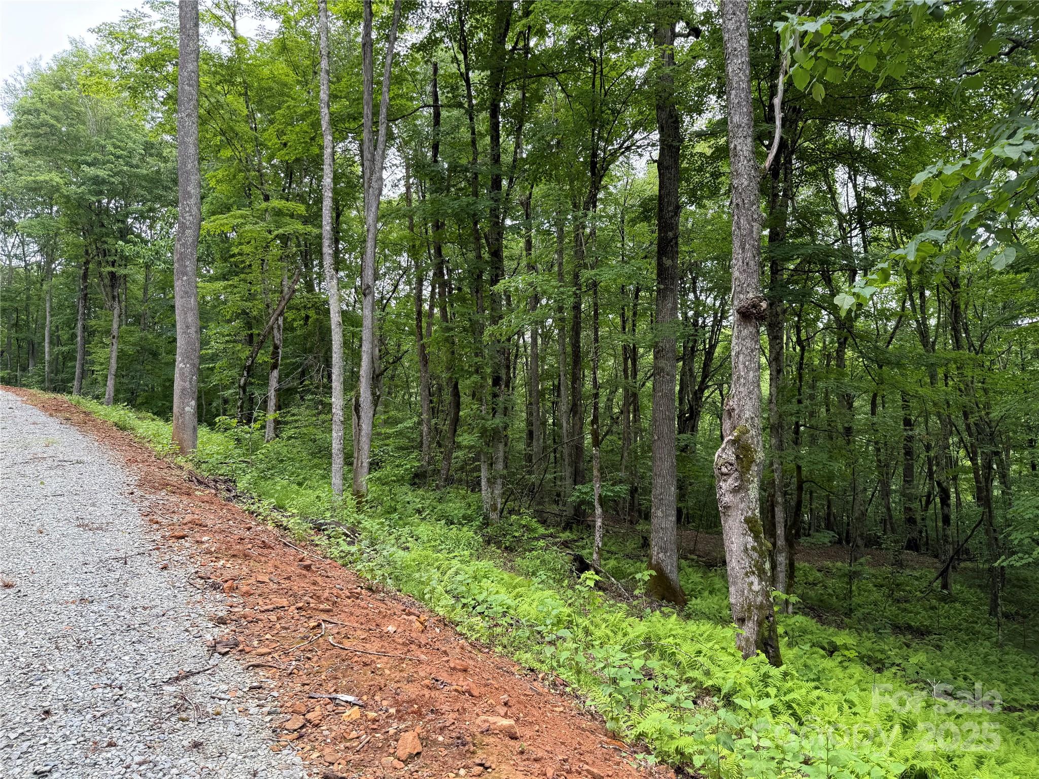 Tbd Junaluska Road Vilas, NC 28692 - Photo 13 of 34 a view of forest
