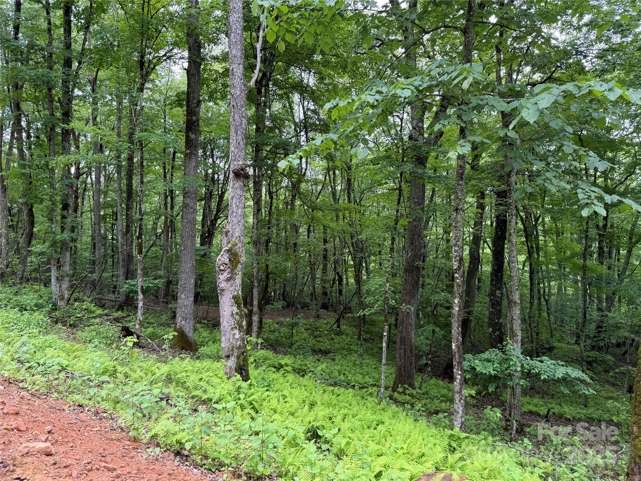 Tbd Junaluska Road Vilas, NC 28692 - Photo 14 of 34 a view of forest