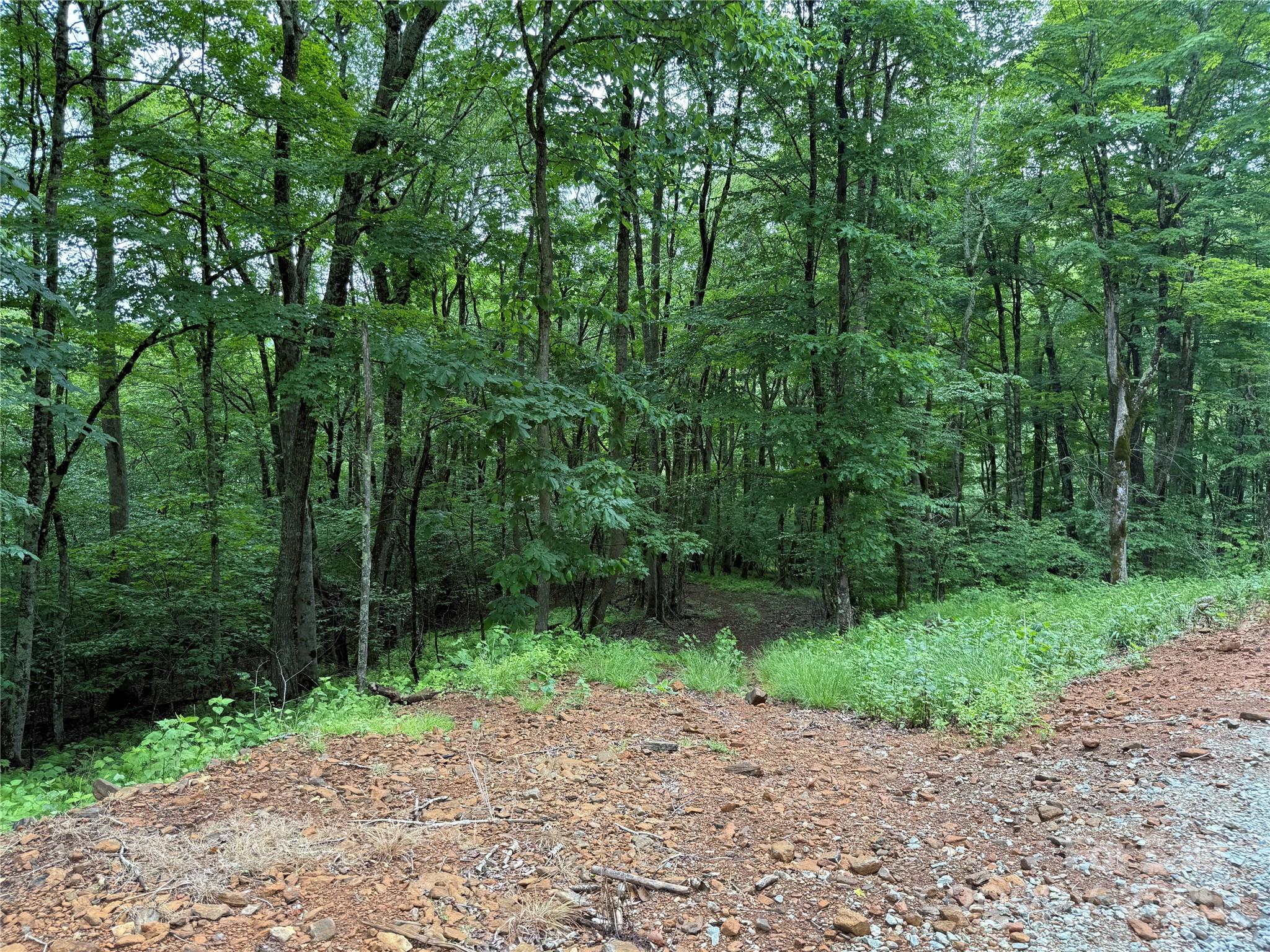 Tbd Junaluska Road Vilas, NC 28692 - Photo 15 of 34 a view of a yard with a trees