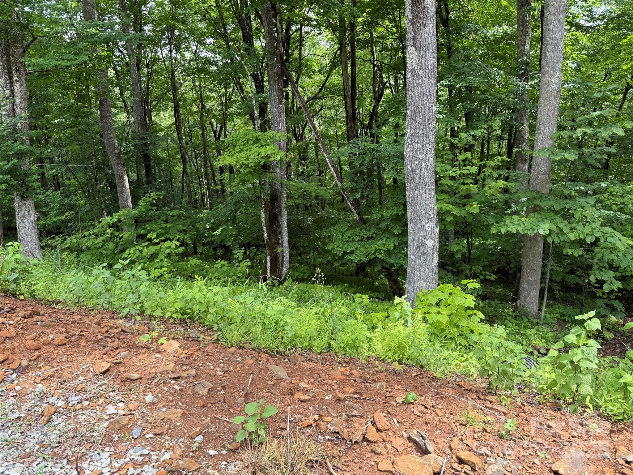 Tbd Junaluska Road Vilas, NC 28692 - Photo 17 of 34 a view of a garden with plants