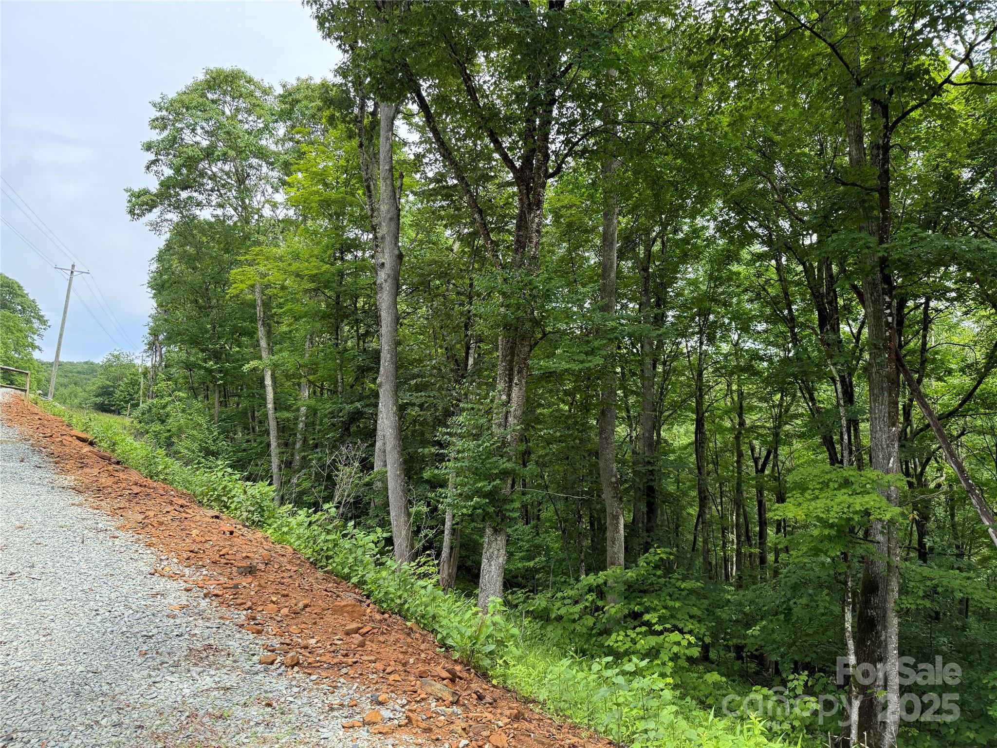 Tbd Junaluska Road Vilas, NC 28692 - Photo 19 of 34 a view of a forest with trees in front of it