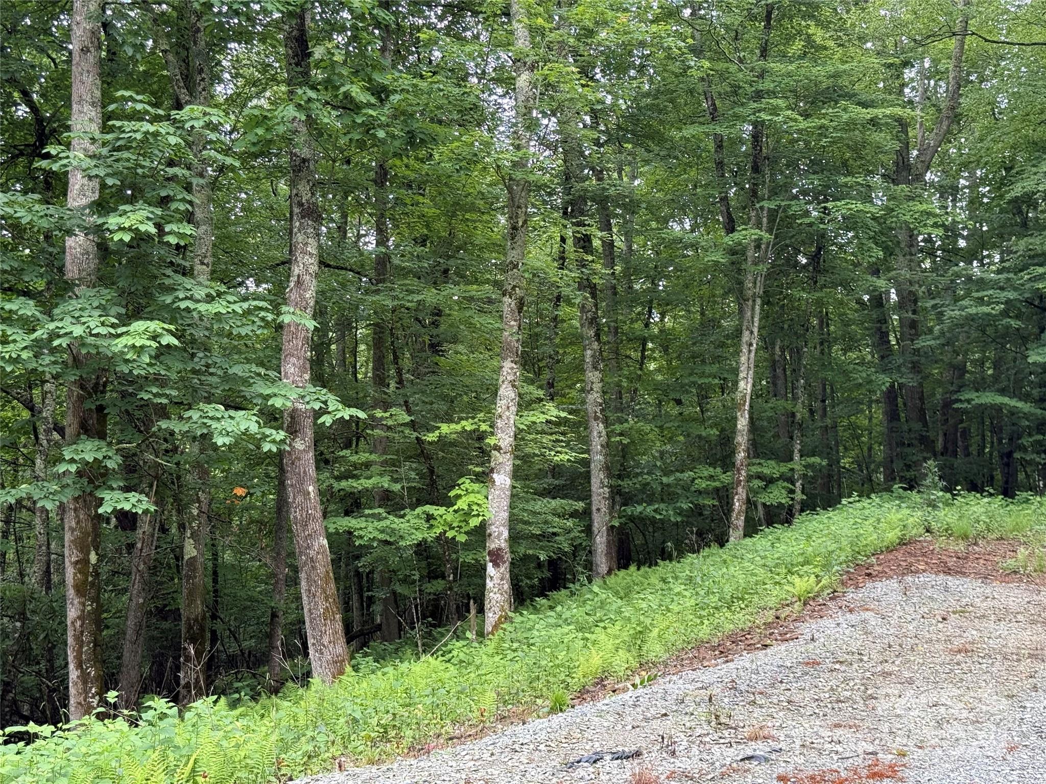 Tbd Junaluska Road Vilas, NC 28692 - Photo 21 of 34 a view of a forest with trees and bushes