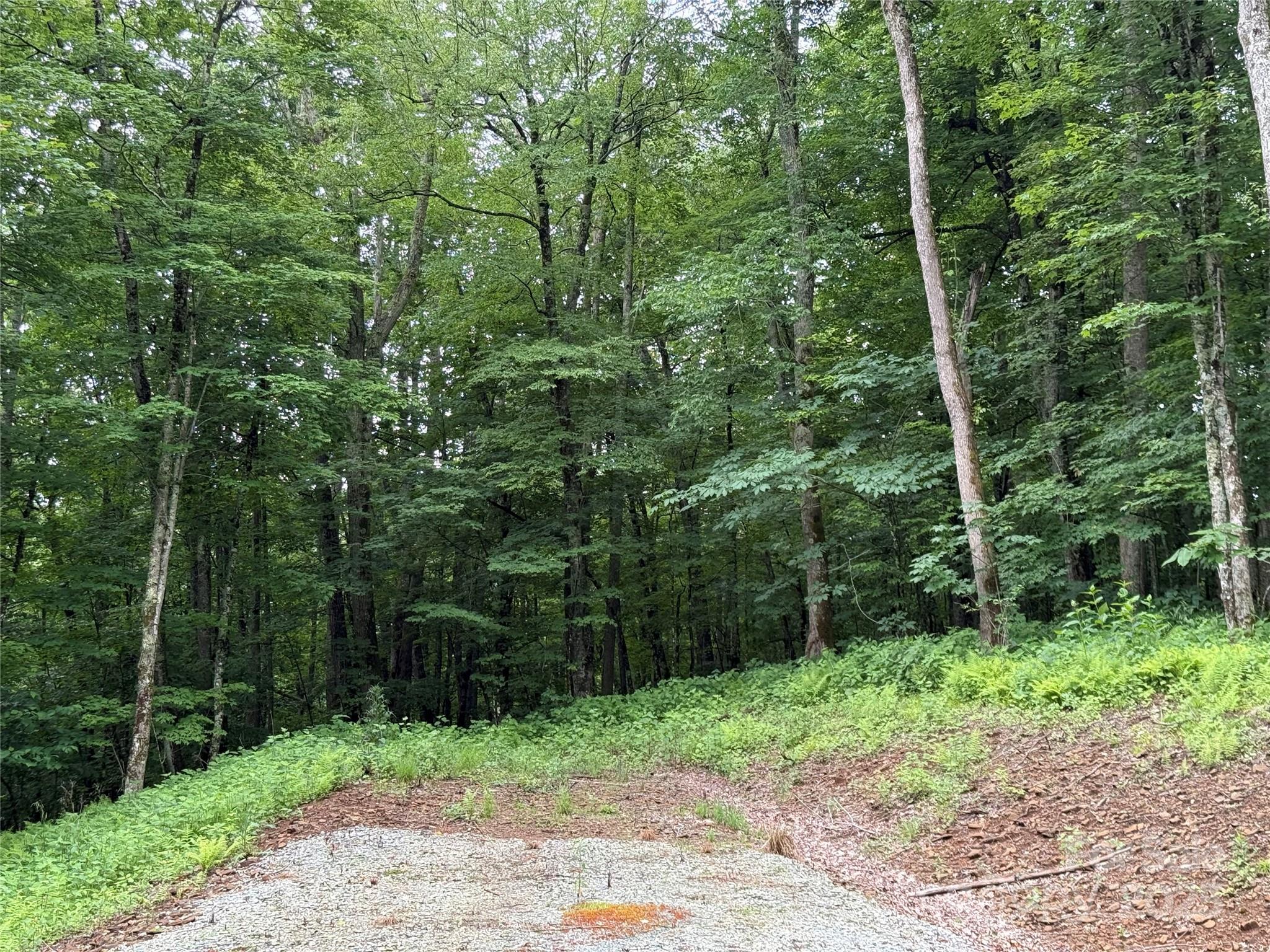 Tbd Junaluska Road Vilas, NC 28692 - Photo 23 of 34 a view of a forest with trees
