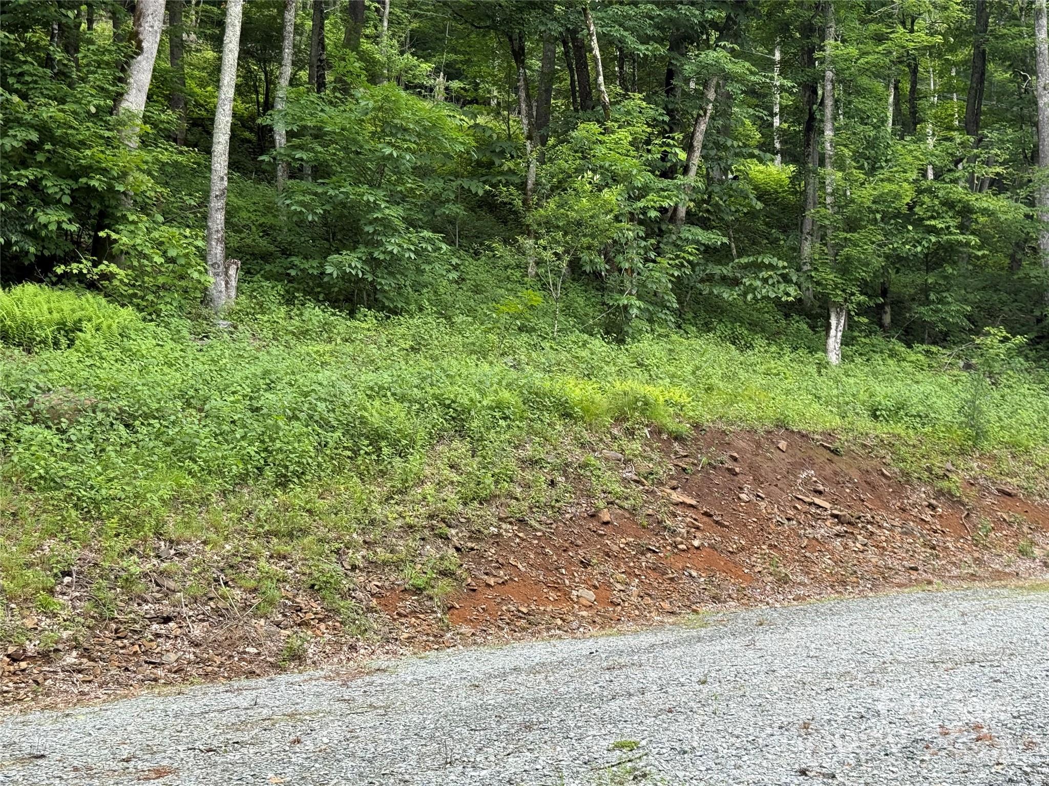 Tbd Junaluska Road Vilas, NC 28692 - Photo 24 of 34 a view of a yard with plants and large trees