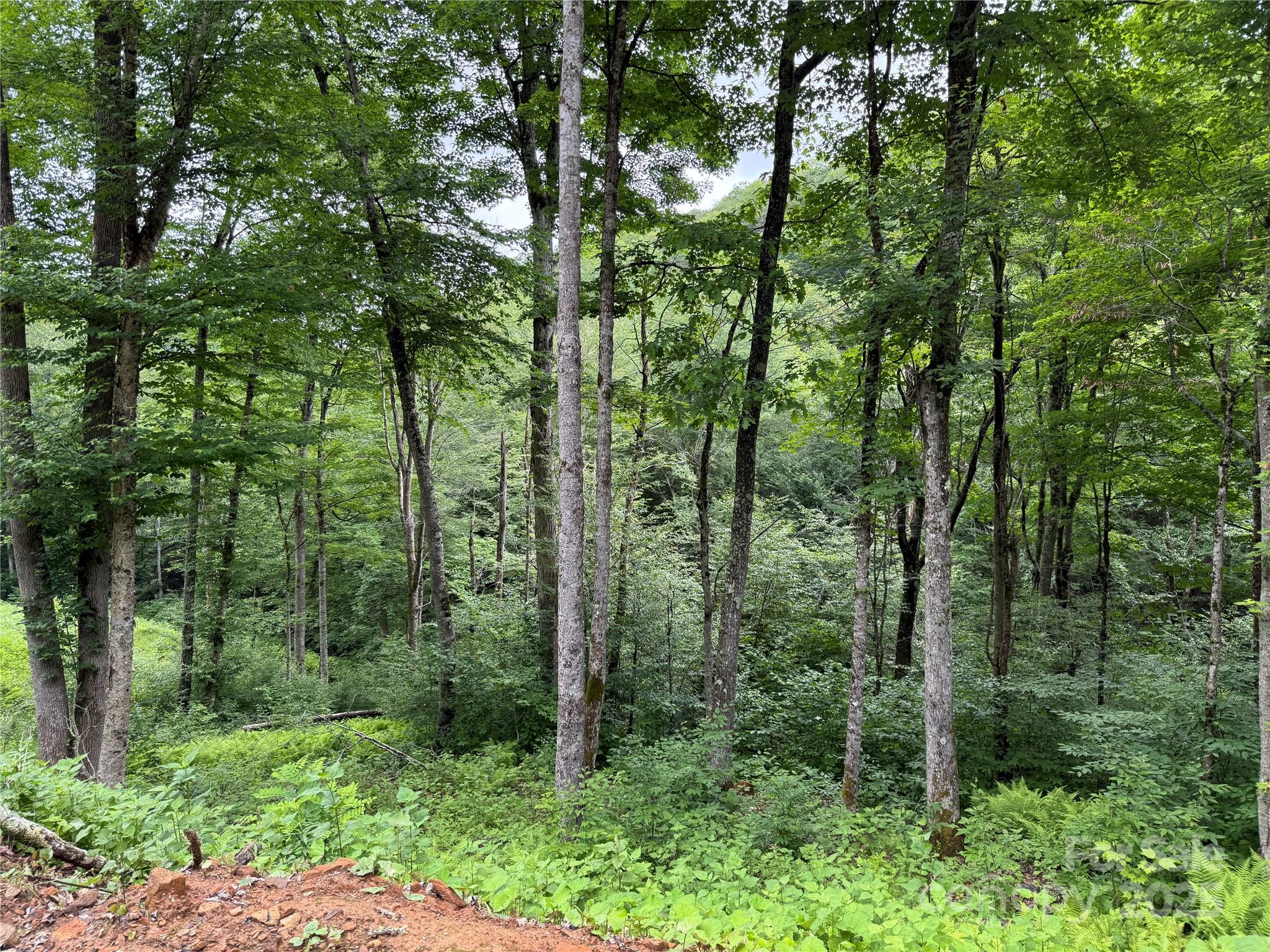 Tbd Junaluska Road Vilas, NC 28692 - Photo 26 of 34 a view of a forest with trees