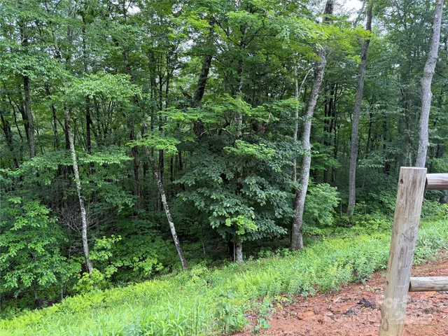 a view of a lush green forest