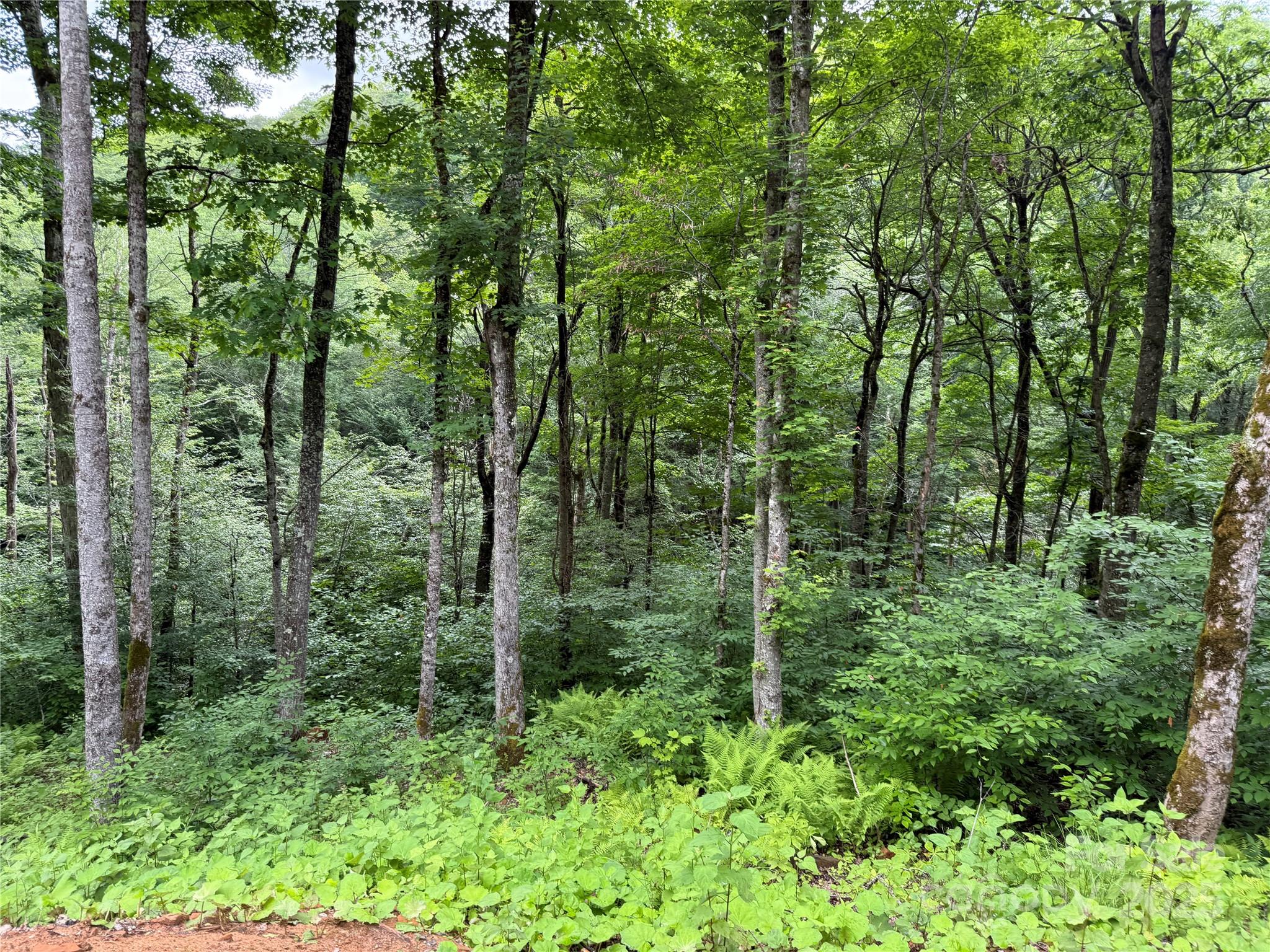 Tbd Junaluska Road Vilas, NC 28692 - Photo 5 of 34 a view of forest