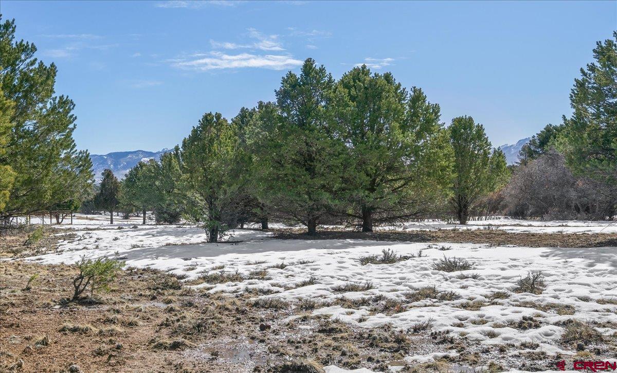 Tbd Lot 2 Tbd Lane Ridgway, CO 81432 - Photo 11 of 19 a view of a yard with trees in the background