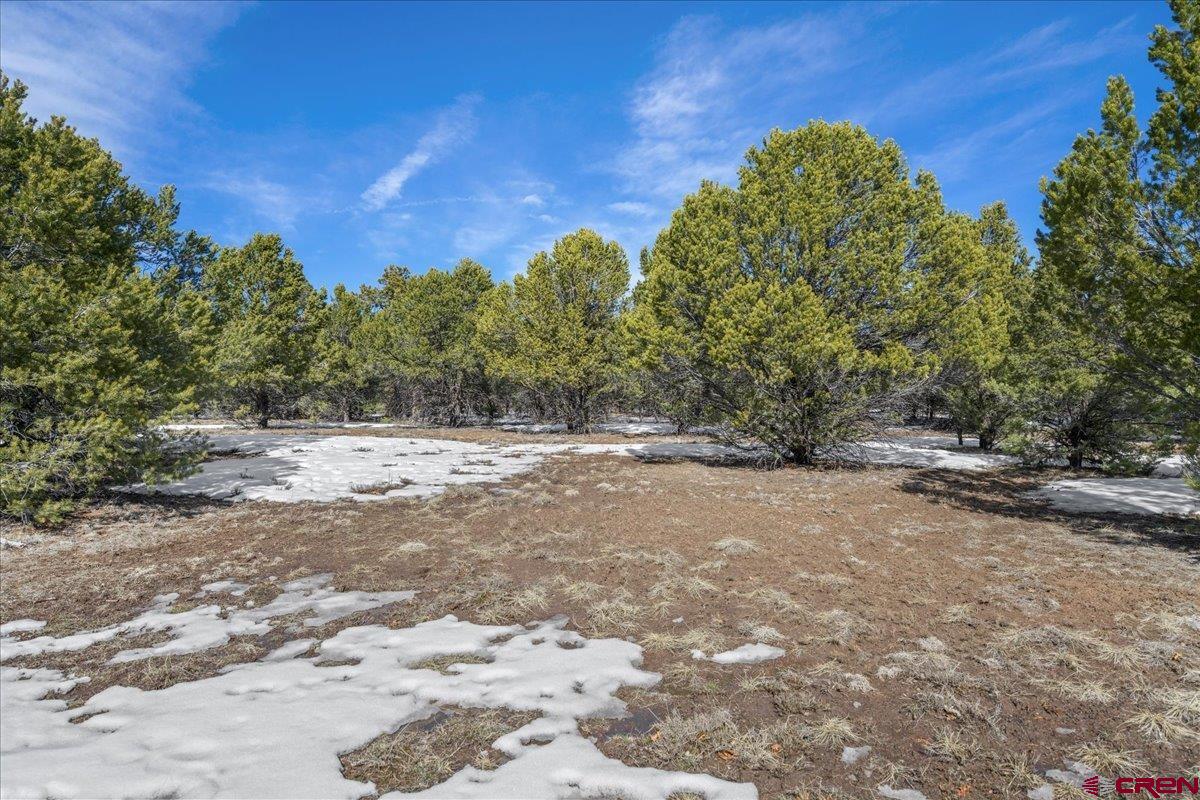 Tbd Lot 2 Tbd Lane Ridgway, CO 81432 - Photo 13 of 19 a view of a yard with a tree