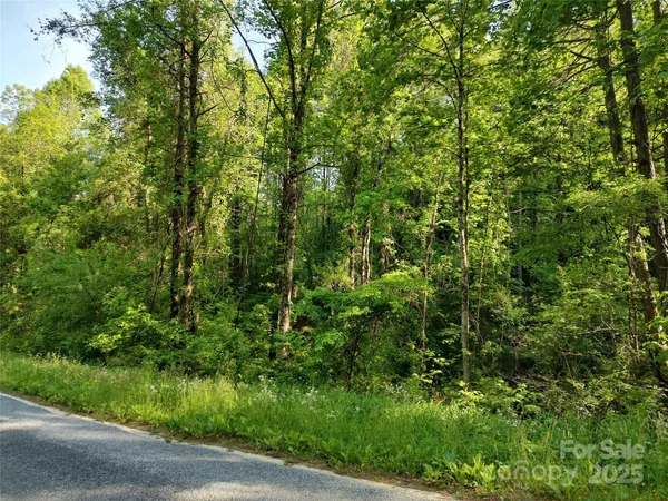 a view of a lush green forest