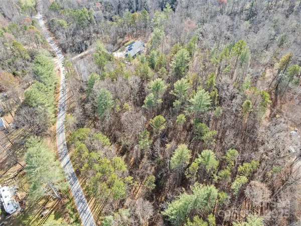a view of a forest with a tree
