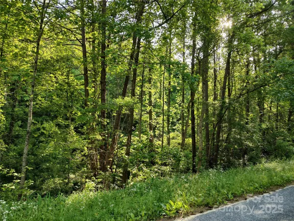 a view of a lush green forest