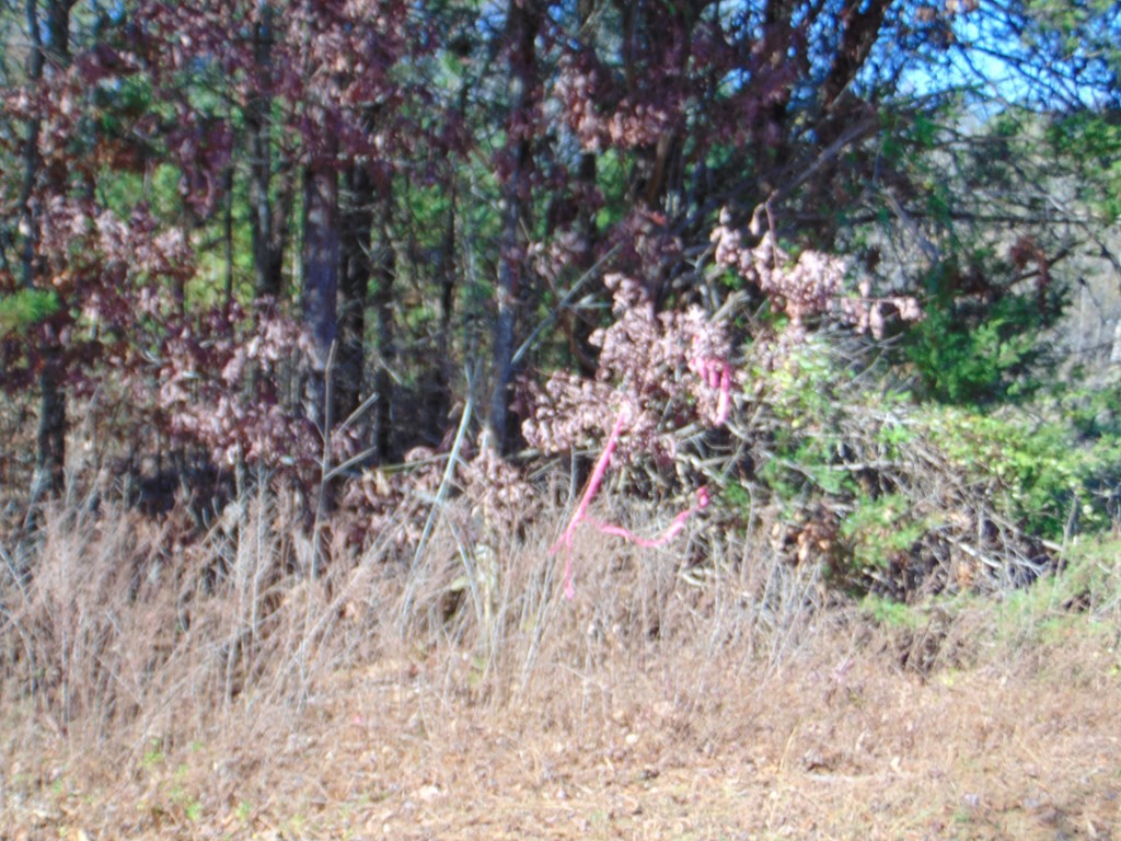 463 Co Road Englewood, TN 37329 - Photo 8 of 28