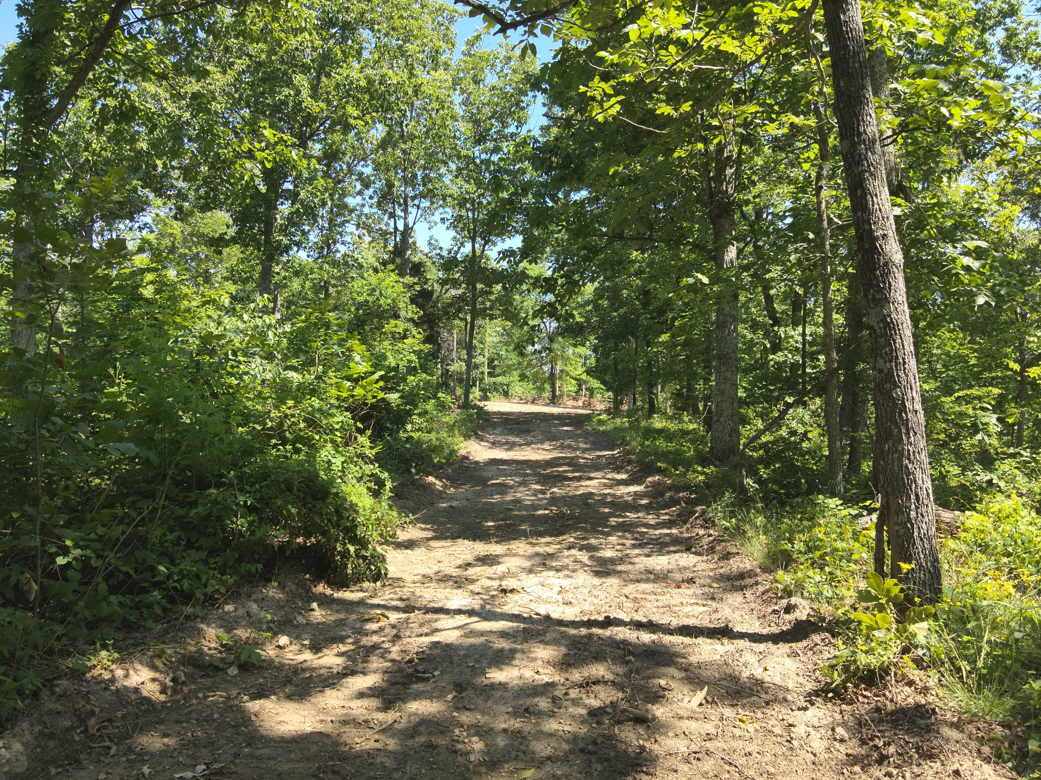 0 Bear Creek Road Waverly, TN 37185 - Photo 18 of 35 a view of a yard with plants and large trees