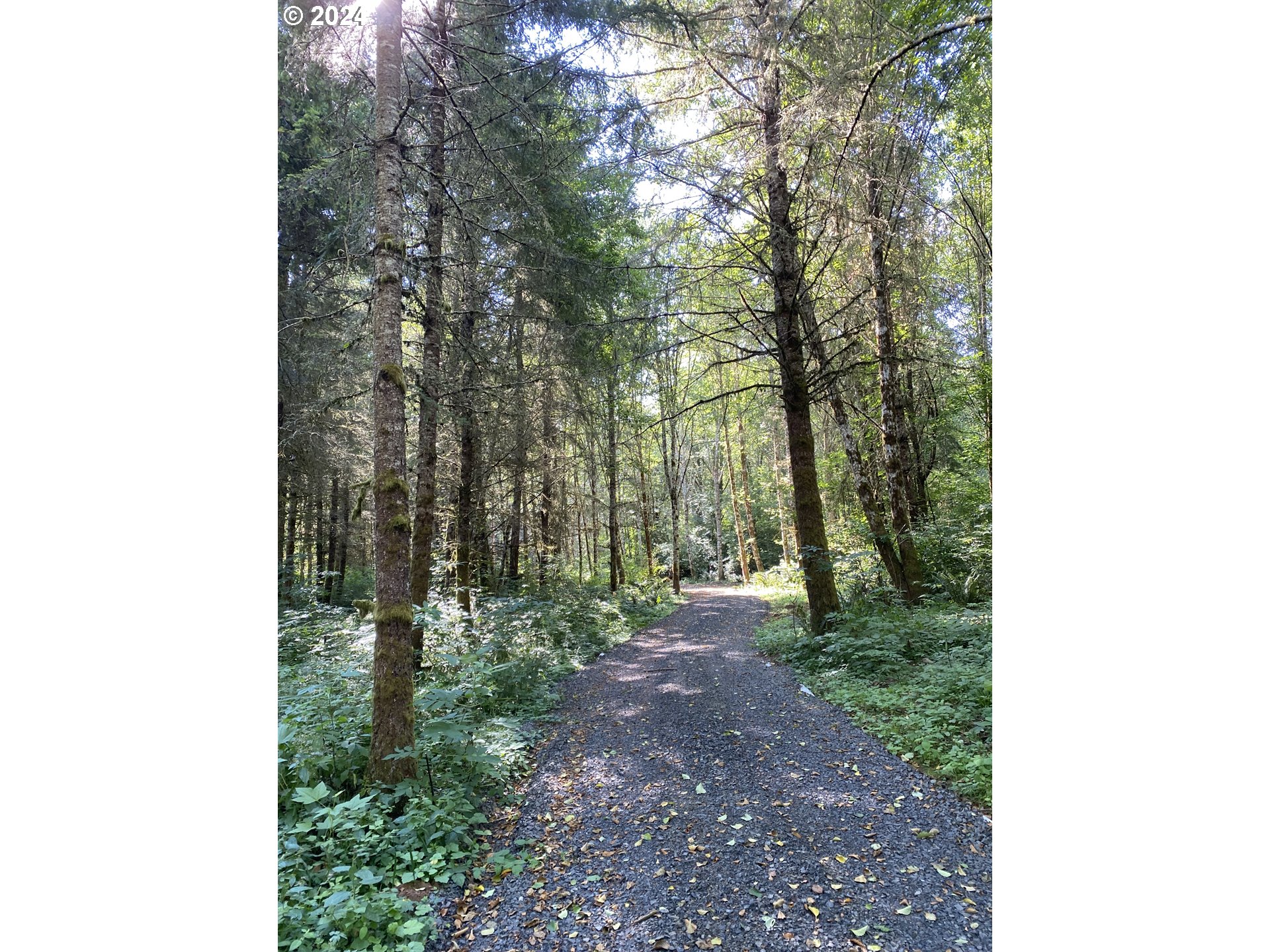 0 Price Road Rainier, OR 97048 - Photo 4 of 5 a view of a forest with trees in the background